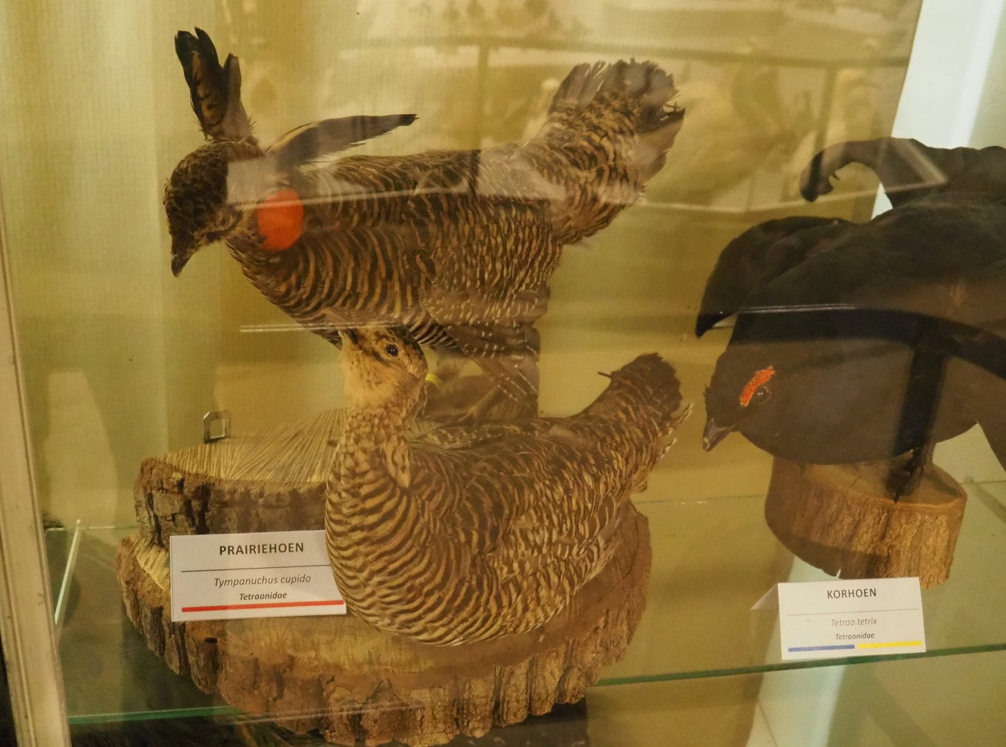 Taxidermy specimens Greater prairie chicken (Tympanuchus cupido) and Black grouse (Tetrao tetrix), 2019-08-04