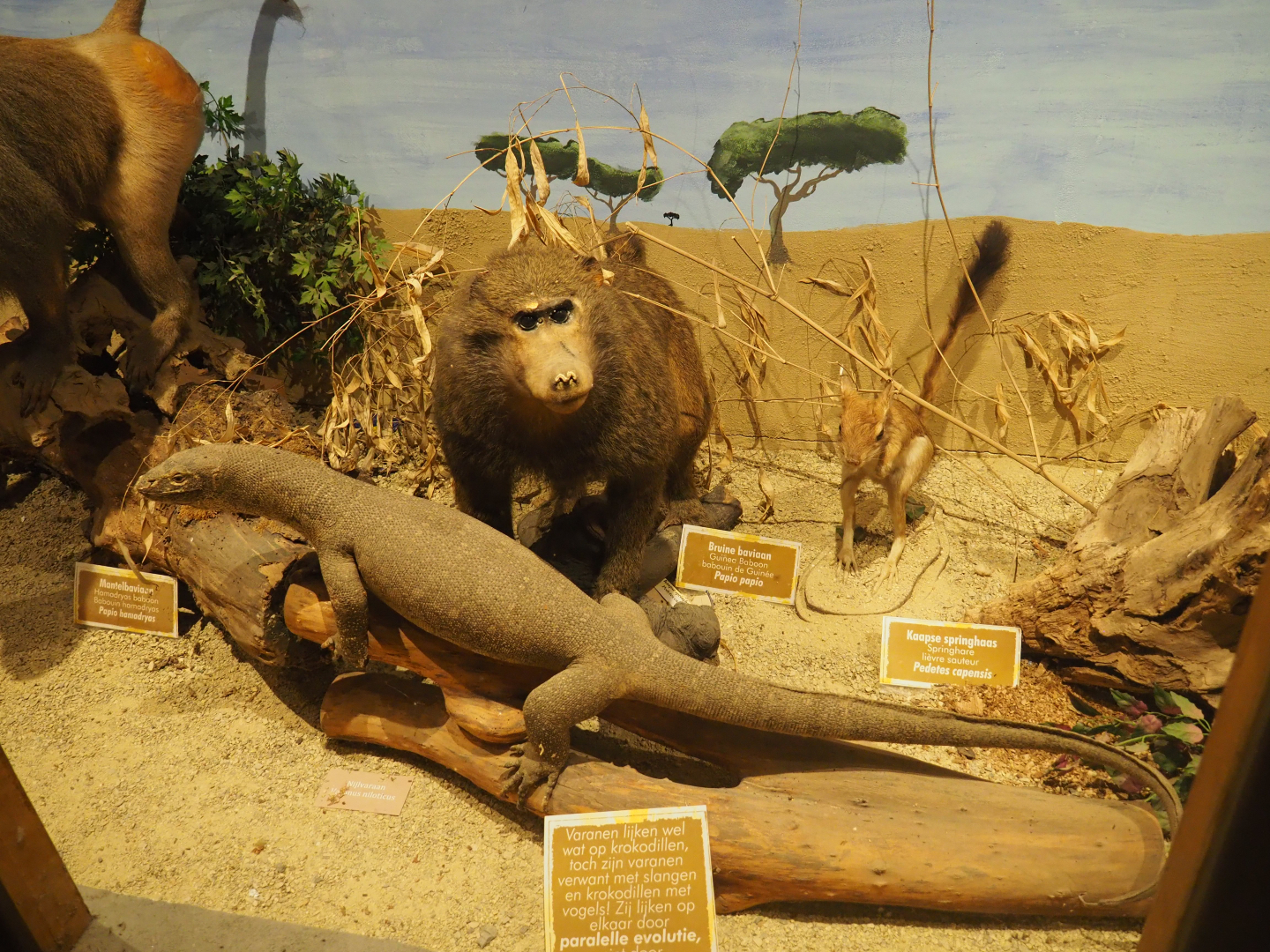 Taxidermy specimens Hamadryas baboons, Komodo dragon and Cape springhare, 2019-08-04