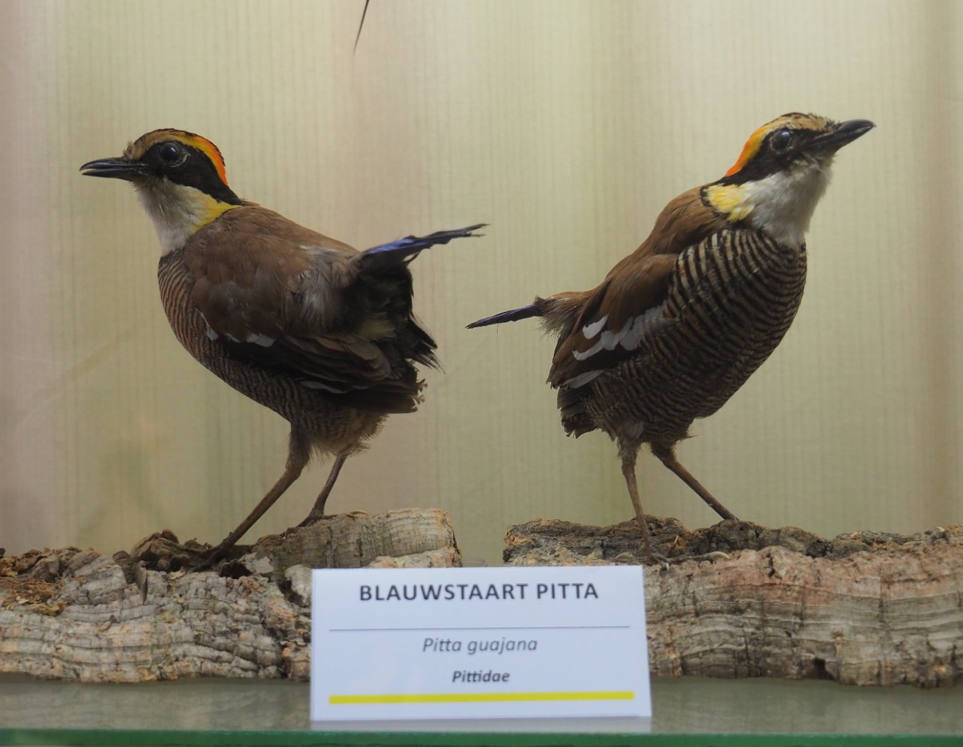 Taxidermy specimens Javan banded pitta (Hydrornis guajanus), 2019-08-04