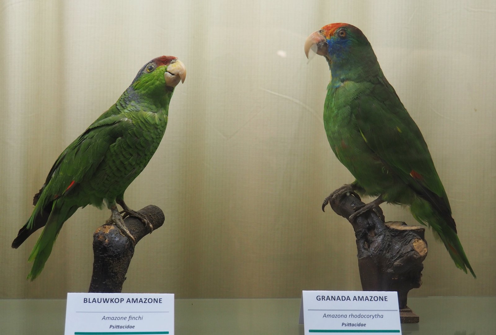 Taxidermy specimens Lilac-crowned amazon (Amazona finschi) and  Red-browed amazon (A. rhodocorytha), 2019-08-04