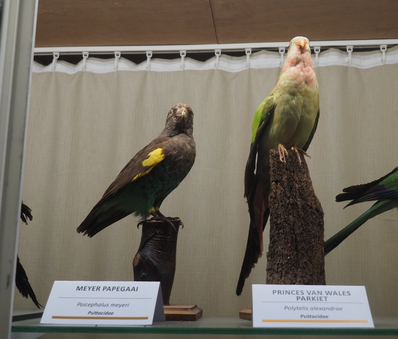 Taxidermy specimens Meyer's parrot (Poicephalus meyeri) and Princess of Wales parakeet (Polytelis alexandrae), 2019-08-04
