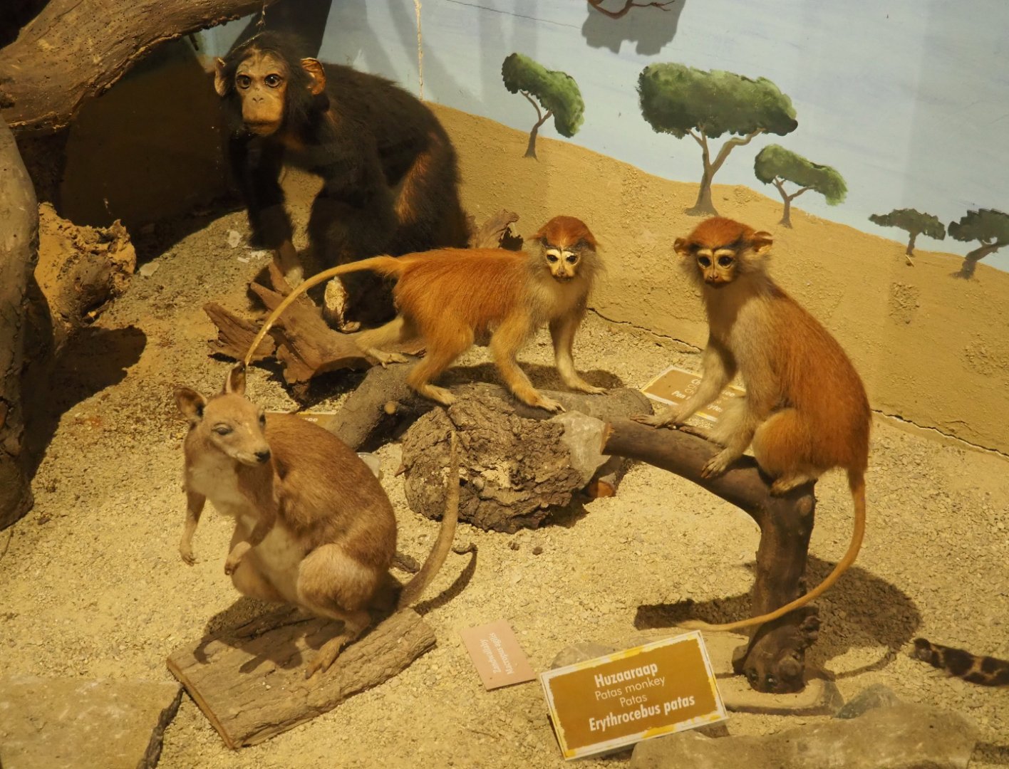 Taxidermy specimens Patas monkeys, Agile wallaby and Juvenile chimpanzee, 2019-08-04