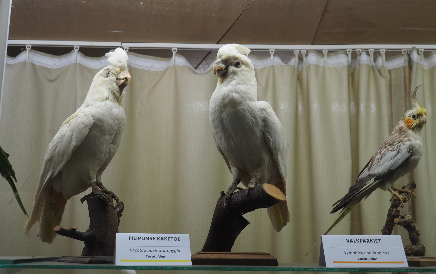 Taxidermy specimens Red-vented cockatoo (Cacatua haematuropygia) and Cockatiel (Nymphicus hollandicus),2019-08-04