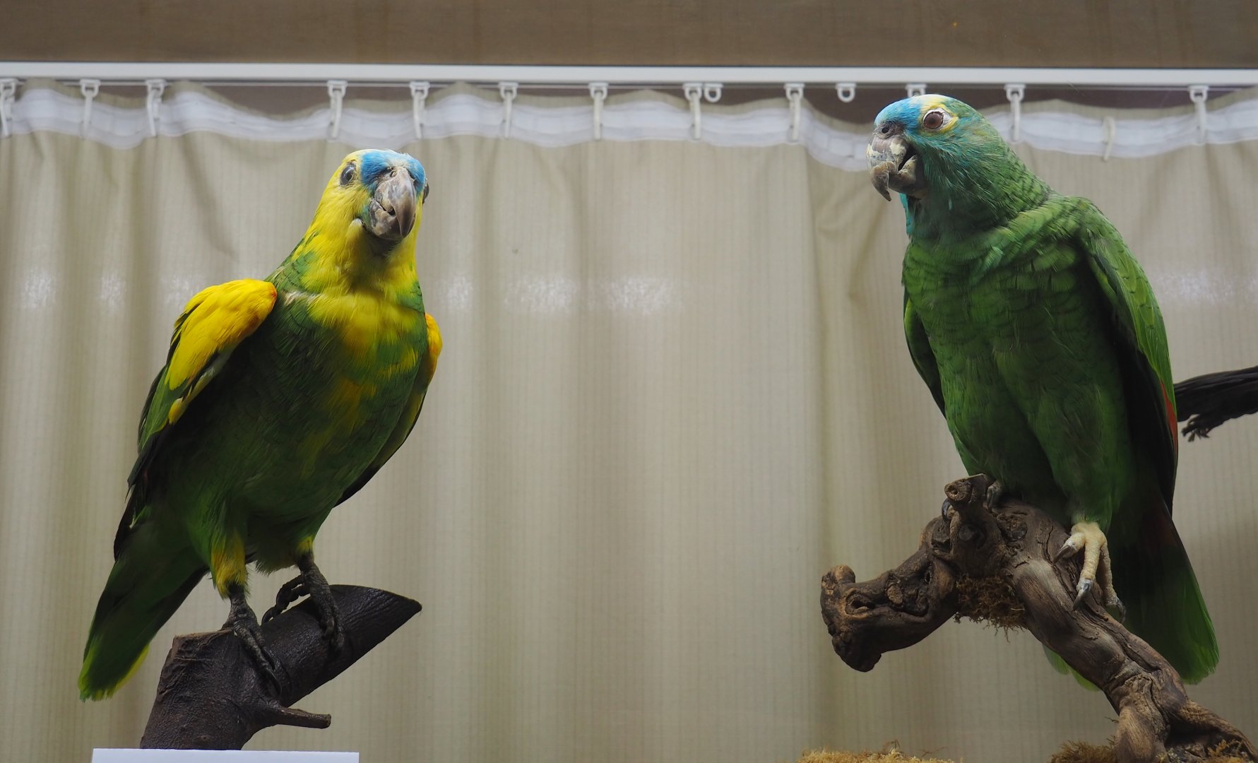 Taxidermy specimens Turqouise fronted amazons (Amazona aestiva xanthopteryx and A. a. aestiva), 2019-08-04