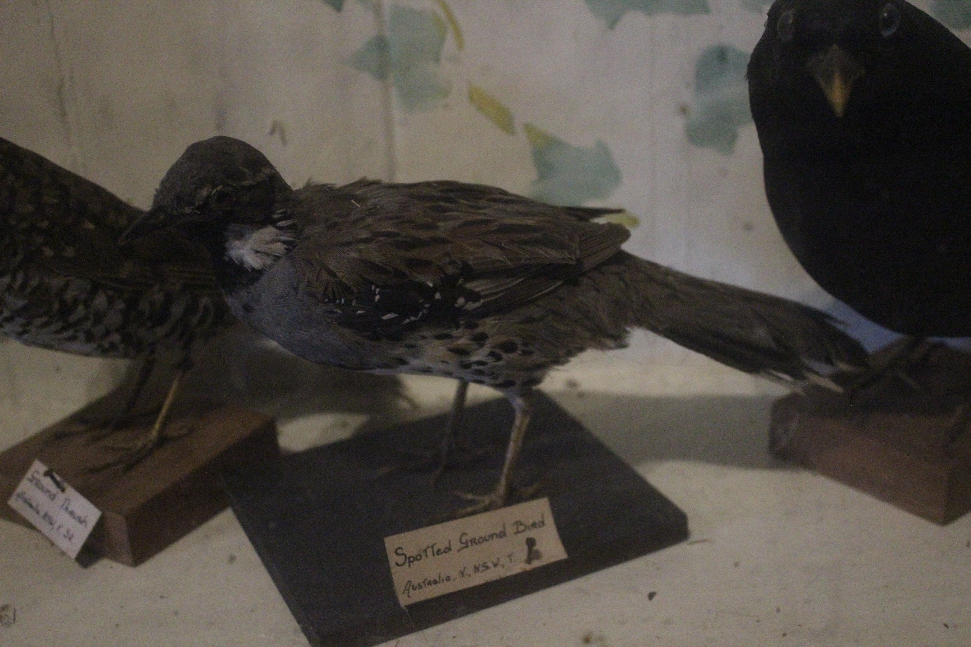 Taxidermy Spotted Quail-thrush, Kahutara Taxidermy Gallery