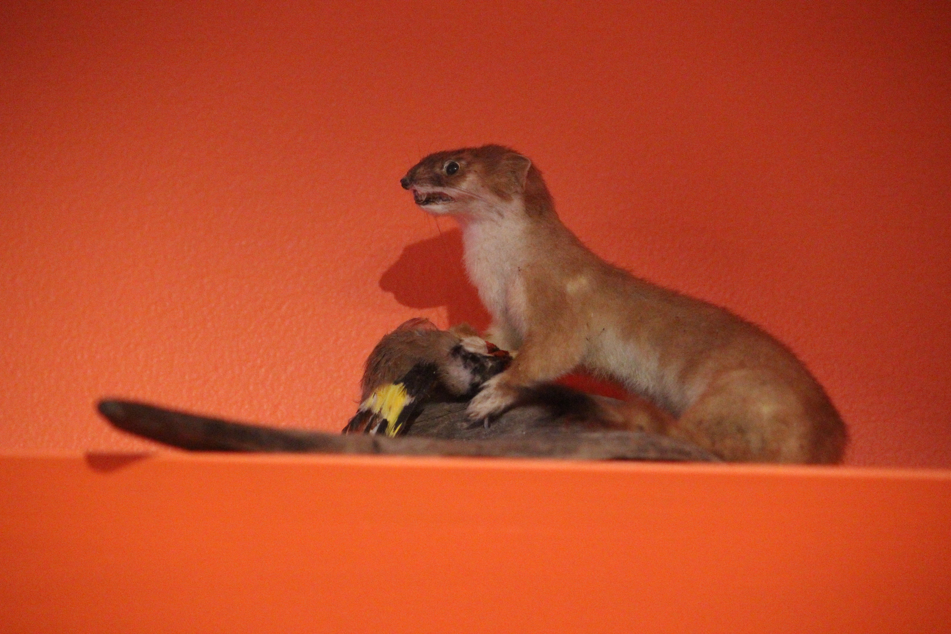 Taxidermy Stoat and European Goldfinch, Aratoi Museum of Art & History