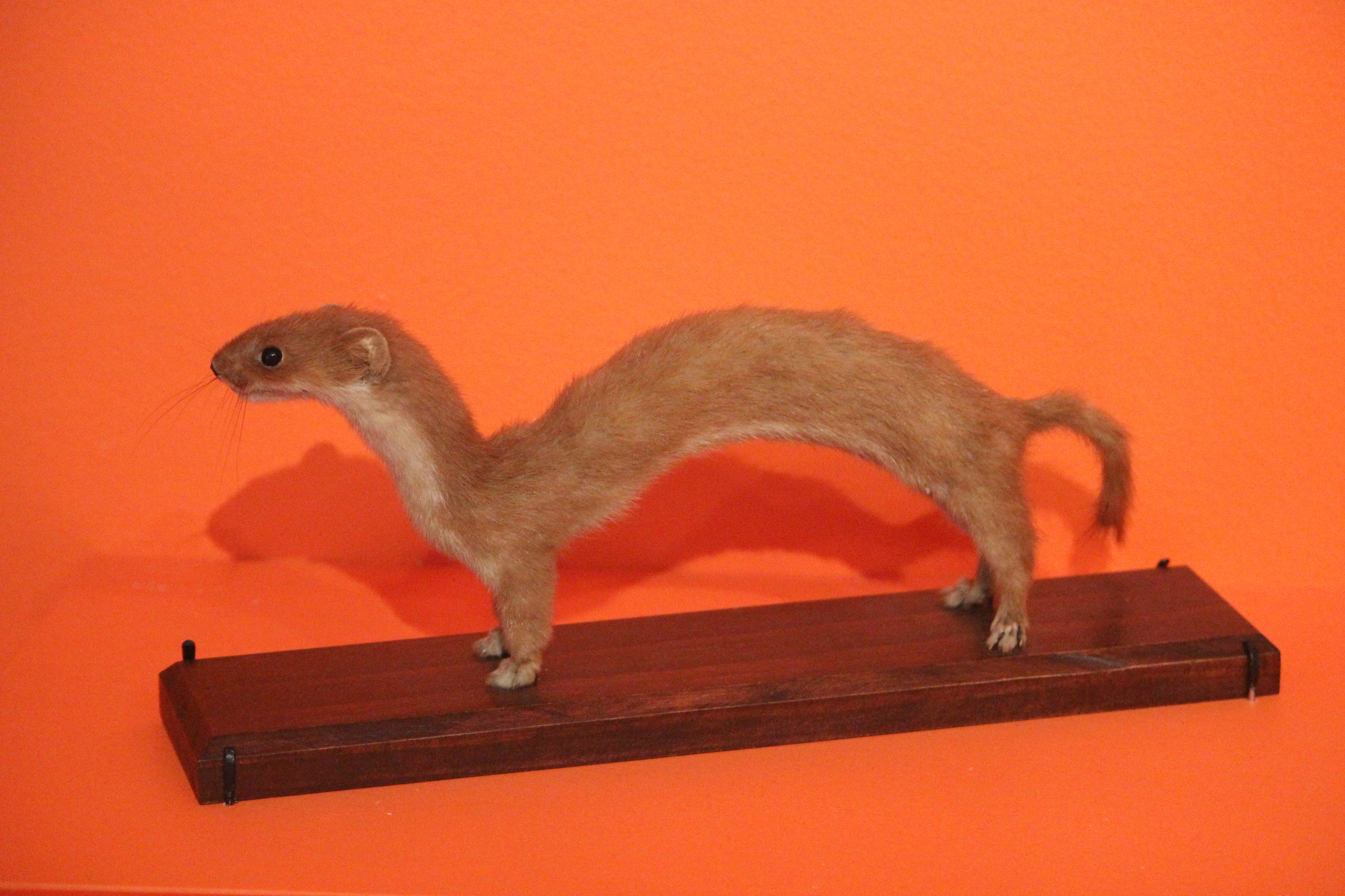 Taxidermy Stoat, Aratoi Museum of Art & History