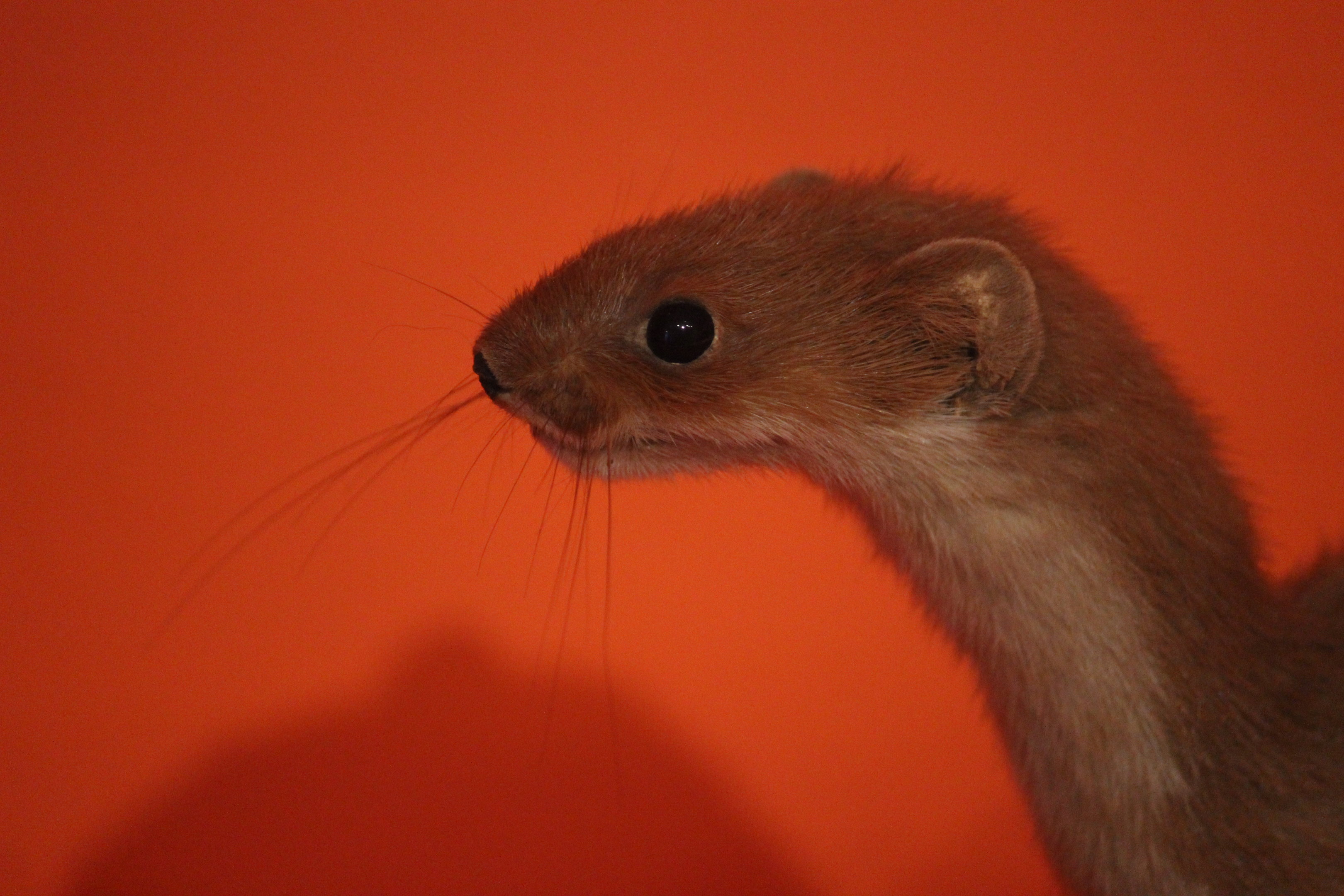 Taxidermy Stoat, Aratoi Museum of Art & History