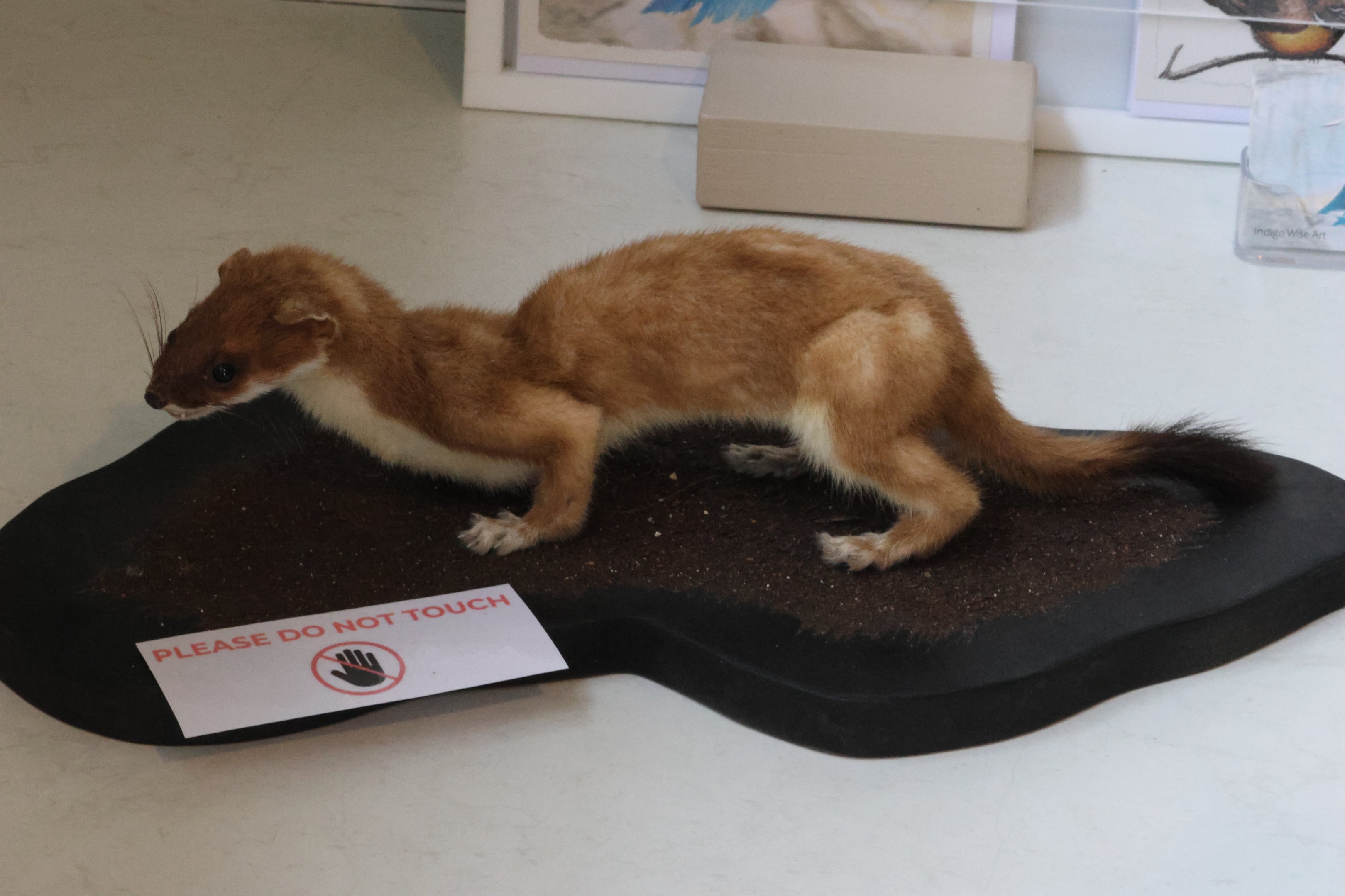 Taxidermy Stoat (Mustela erminea), Kārearea Falcon Trust (Blenheim)