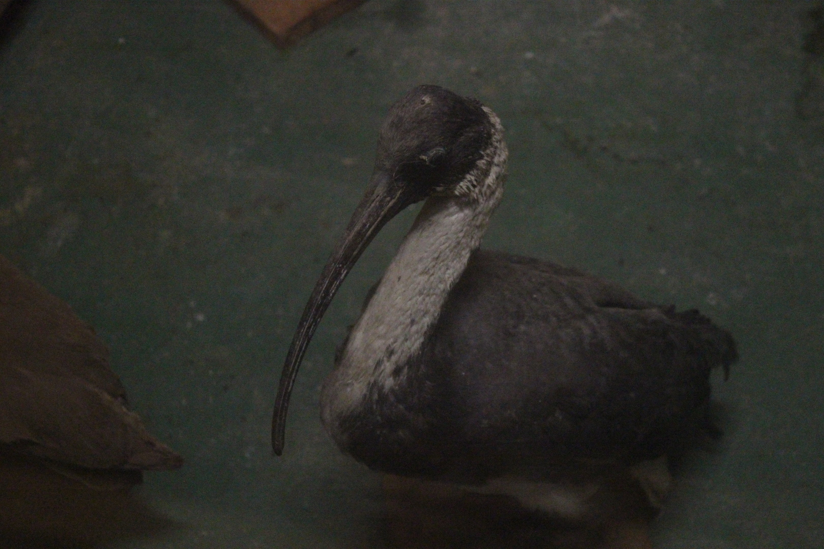 Taxidermy Straw-necked Ibis, Kahutara Taxidermy Gallery