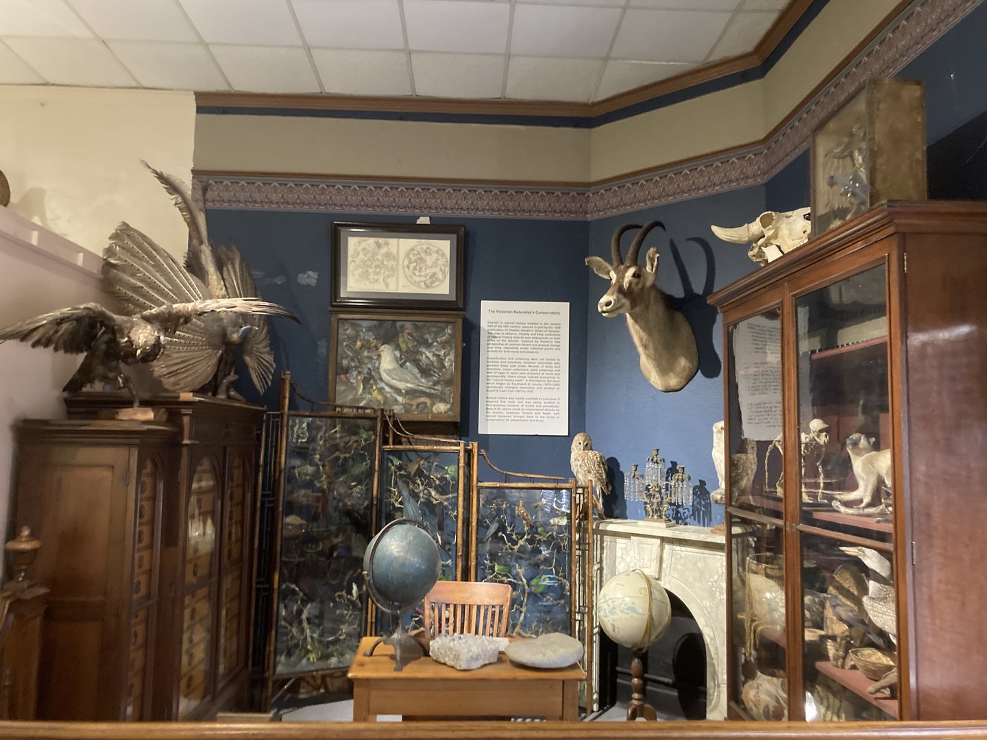 Taxidermy Study Room