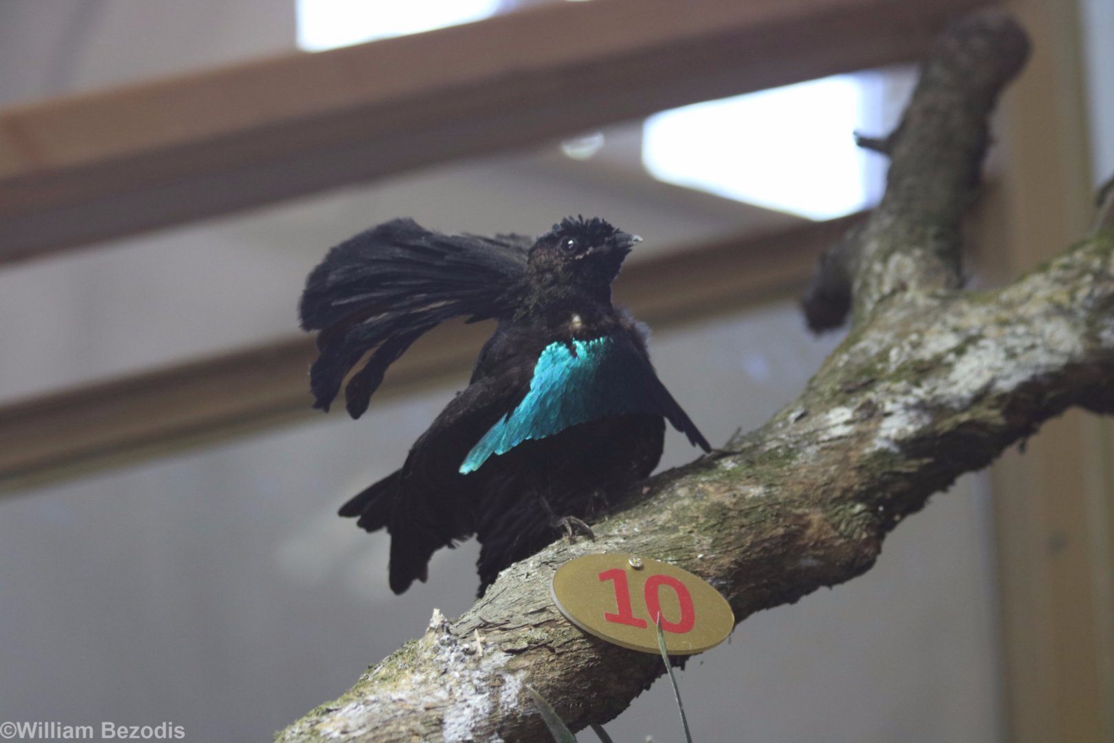 Taxidermy Superb Bird of Paradise