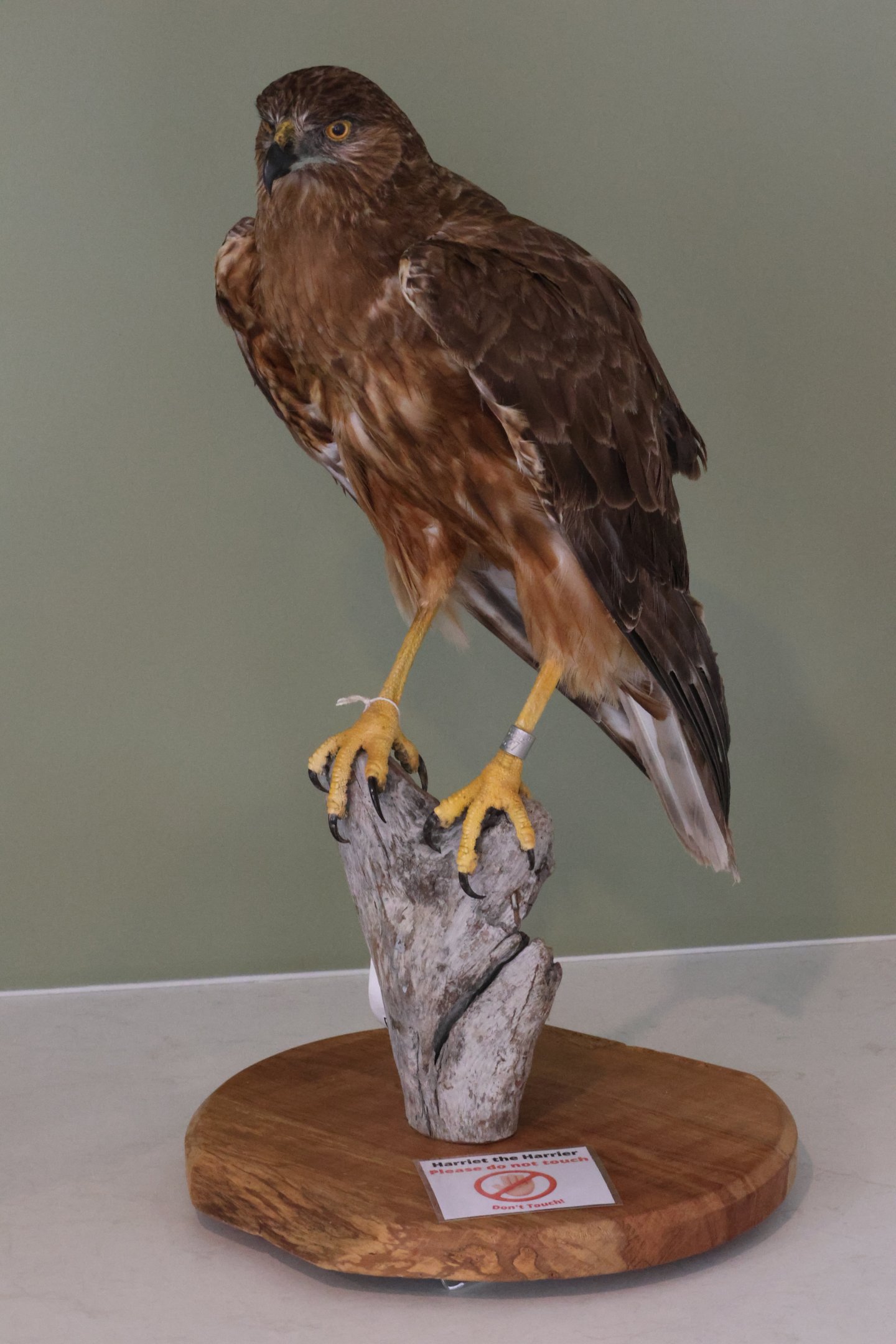Taxidermy Swamp Harrier (Circus approximans), Kārearea Falcon Trust (Blenheim)