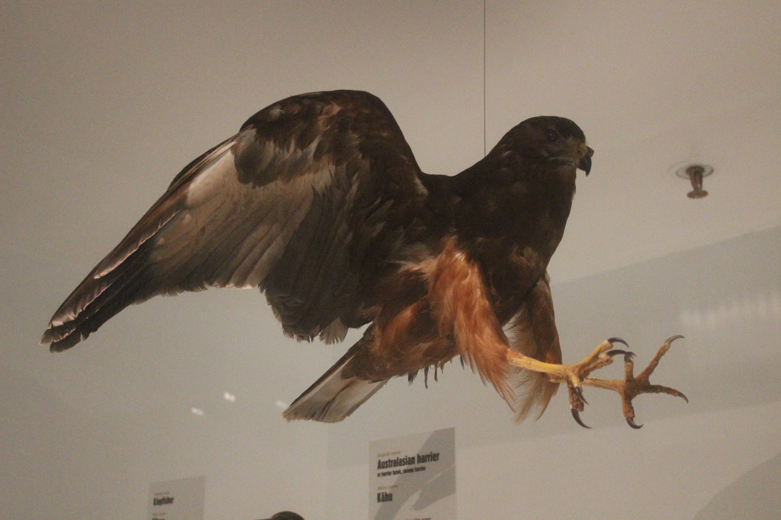 Taxidermy Swamp Harrier juvenile