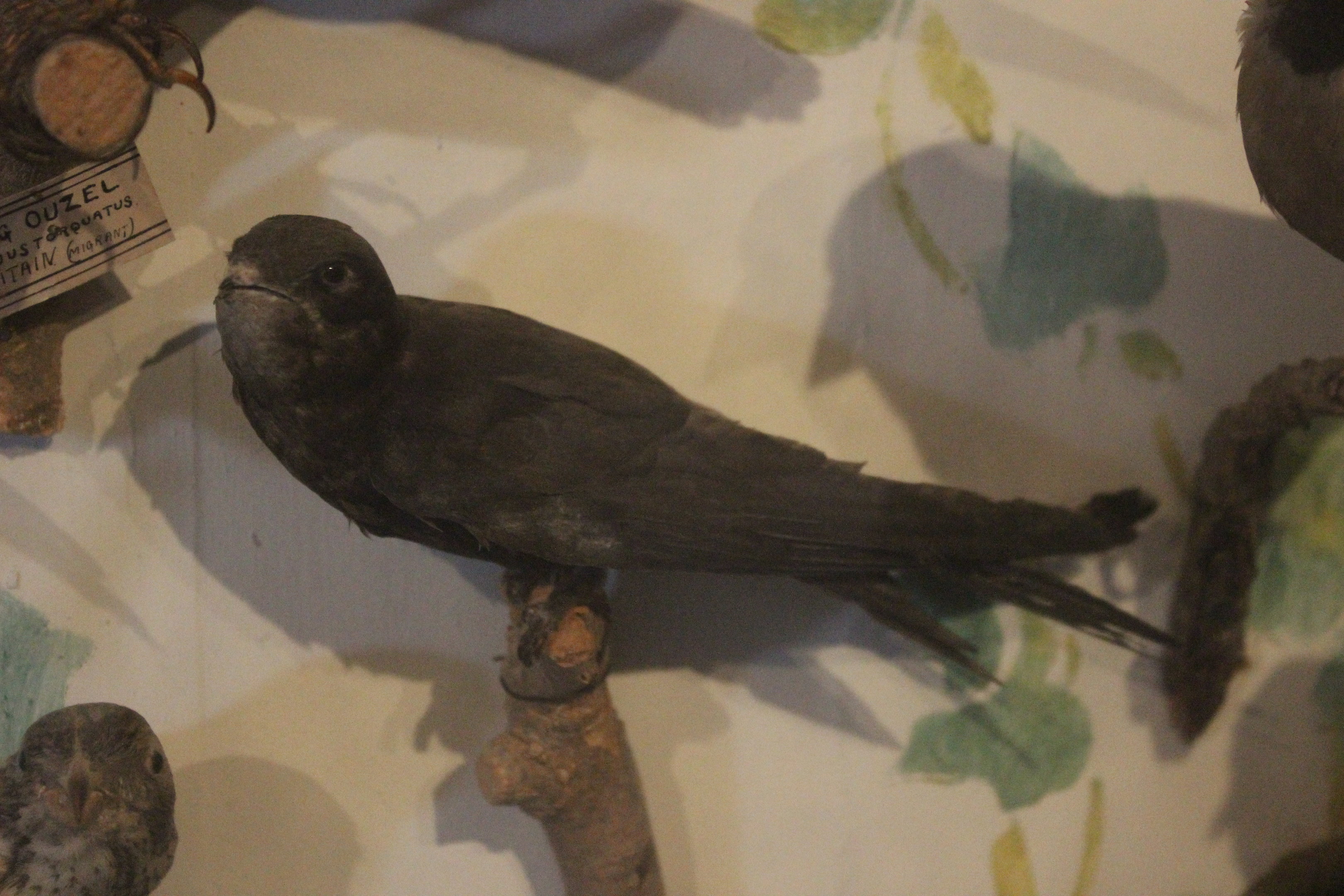 Taxidermy Swift, Kahutara Taxidermy Gallery