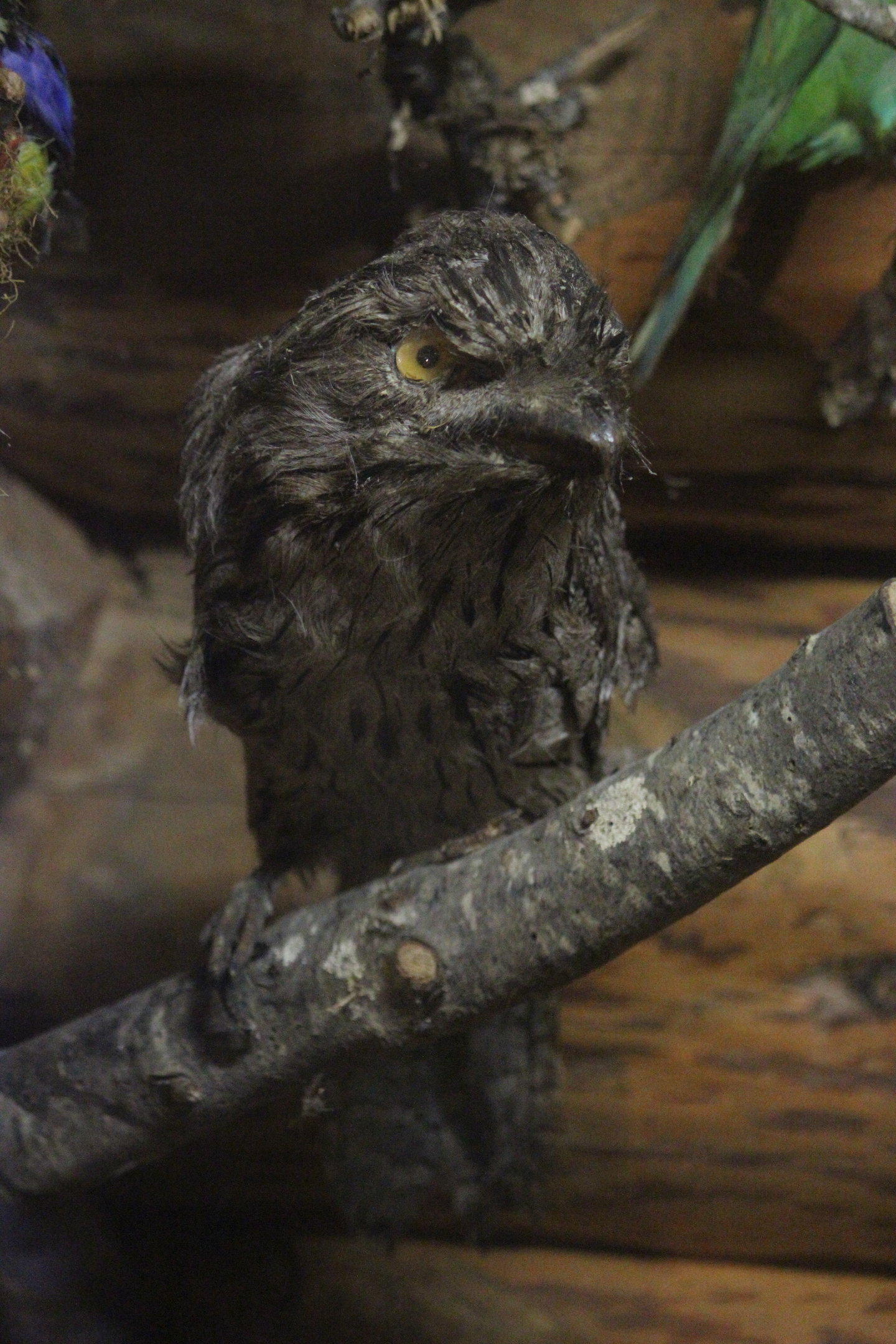 Taxidermy Tawny Frogmouth, Kahutara Taxidermy Gallery