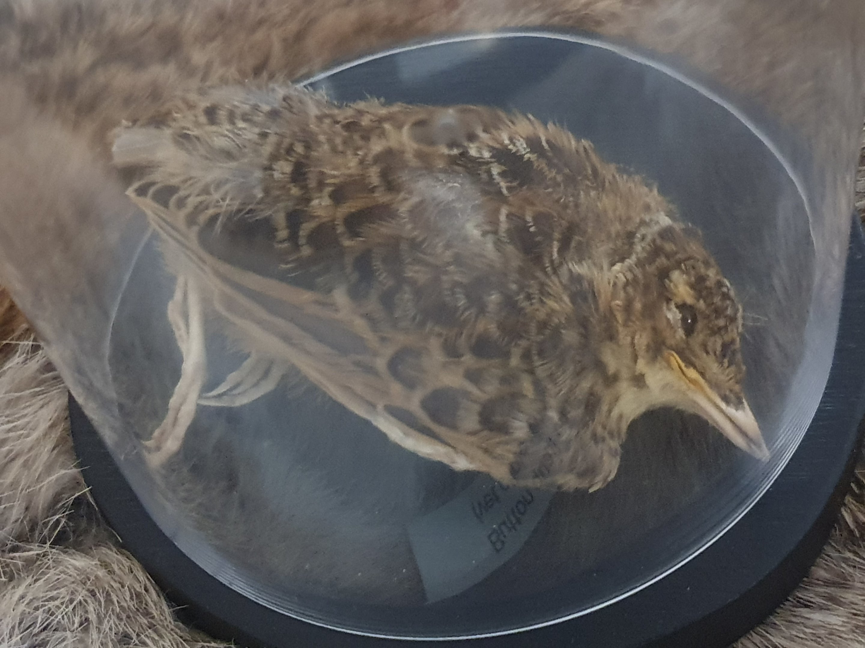 Taxidermy Turnicidae species (?), art event at Cambridge Terrace (Wellington Central)