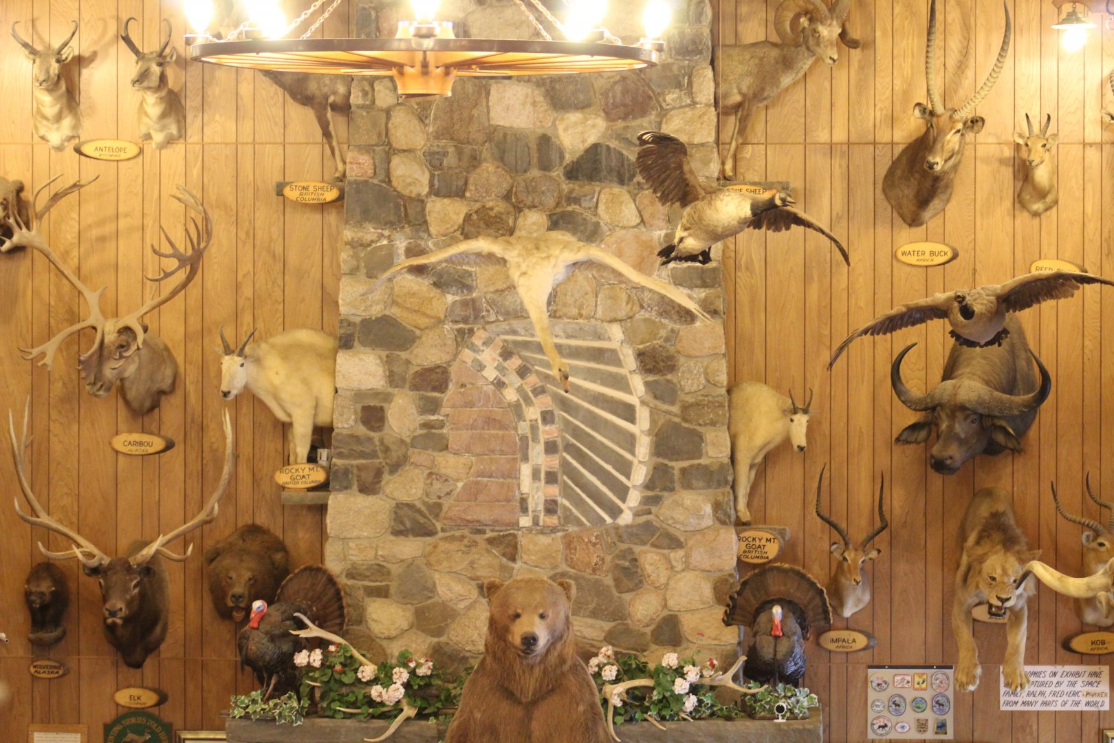 Taxidermy Wall