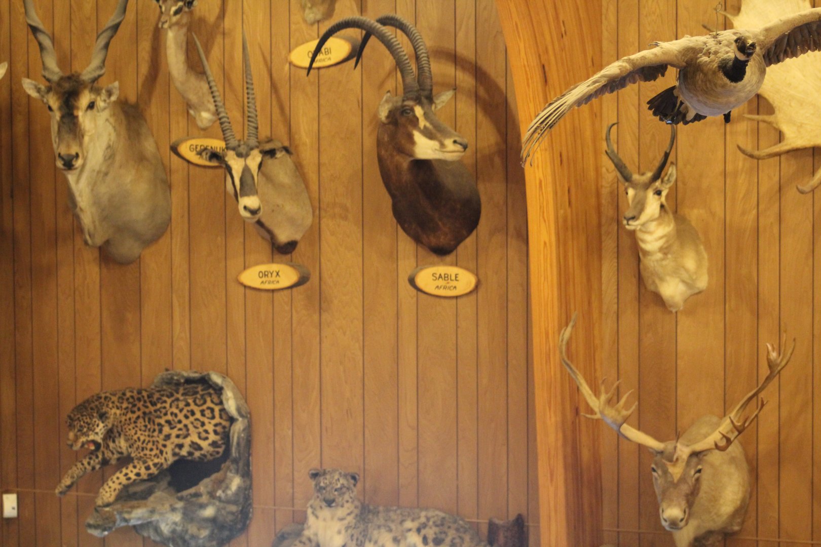 Taxidermy Wall