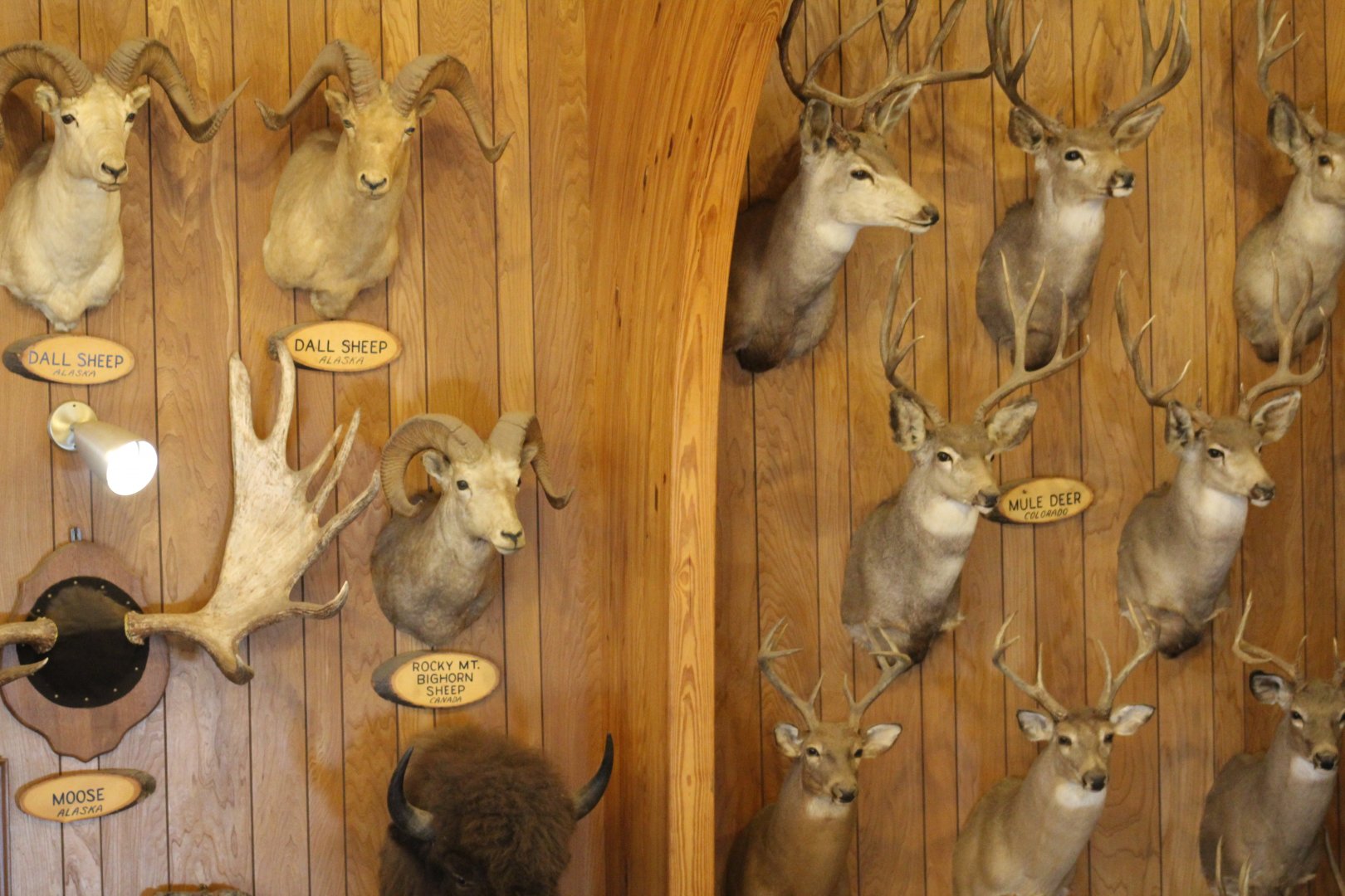 Taxidermy Wall