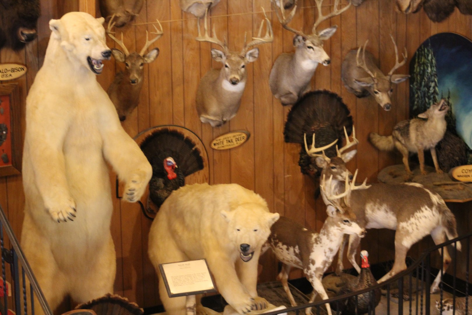 Taxidermy Wall