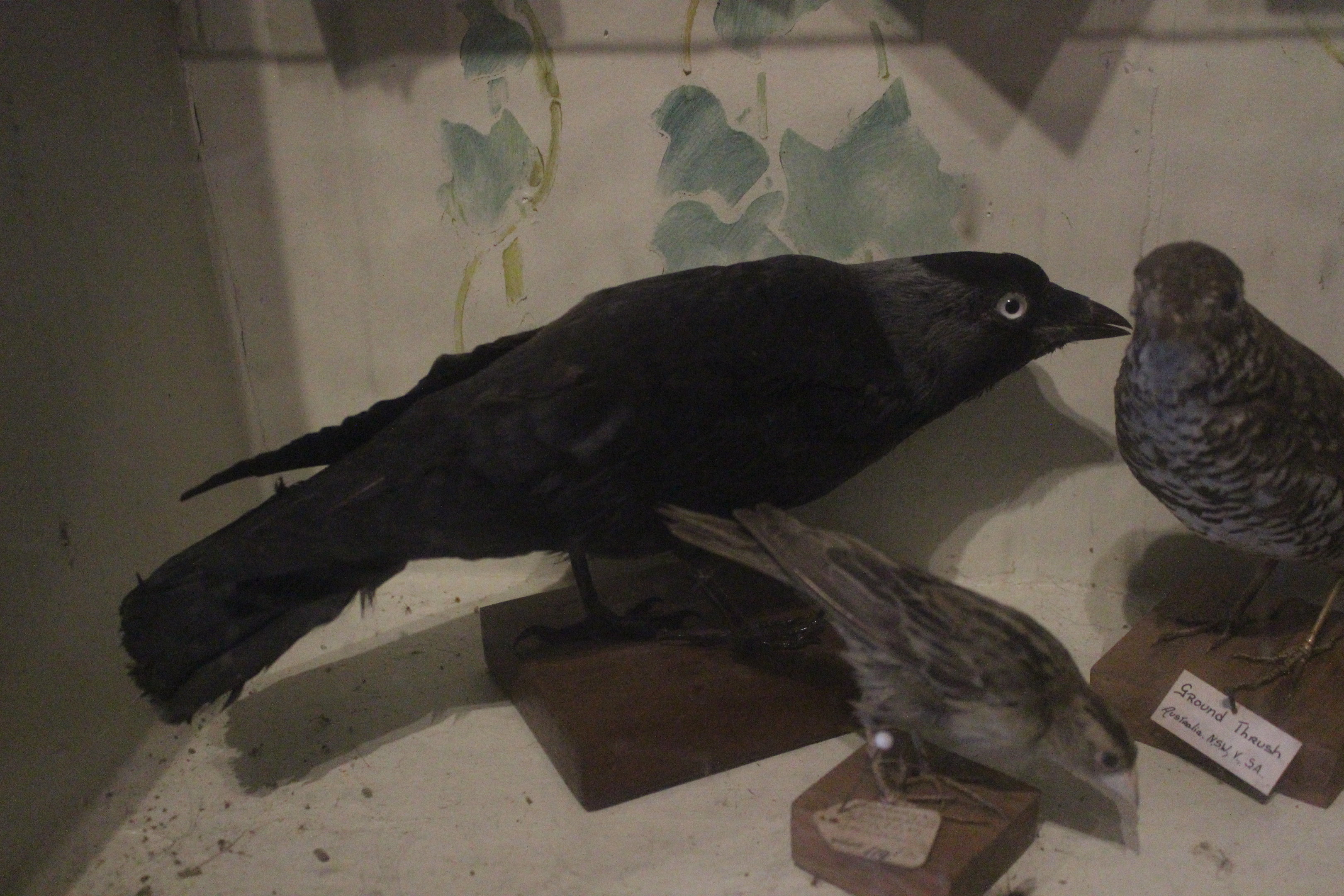 Taxidermy Western Jackdaw, Kahutara Taxidermy Gallery