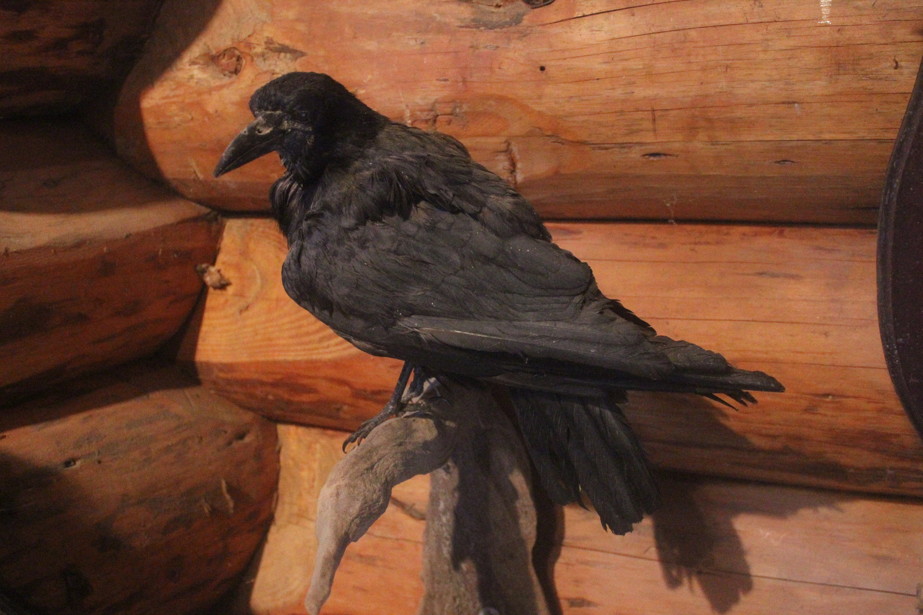 Taxidermy Western Rook, Kahutara Taxidermy Gallery