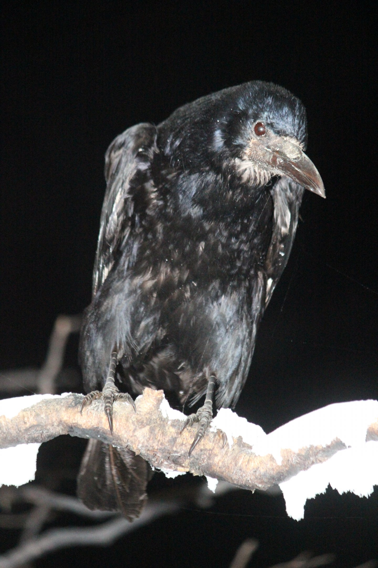 Taxidermy Western Rook, Omaka Aviation Heritage Centre