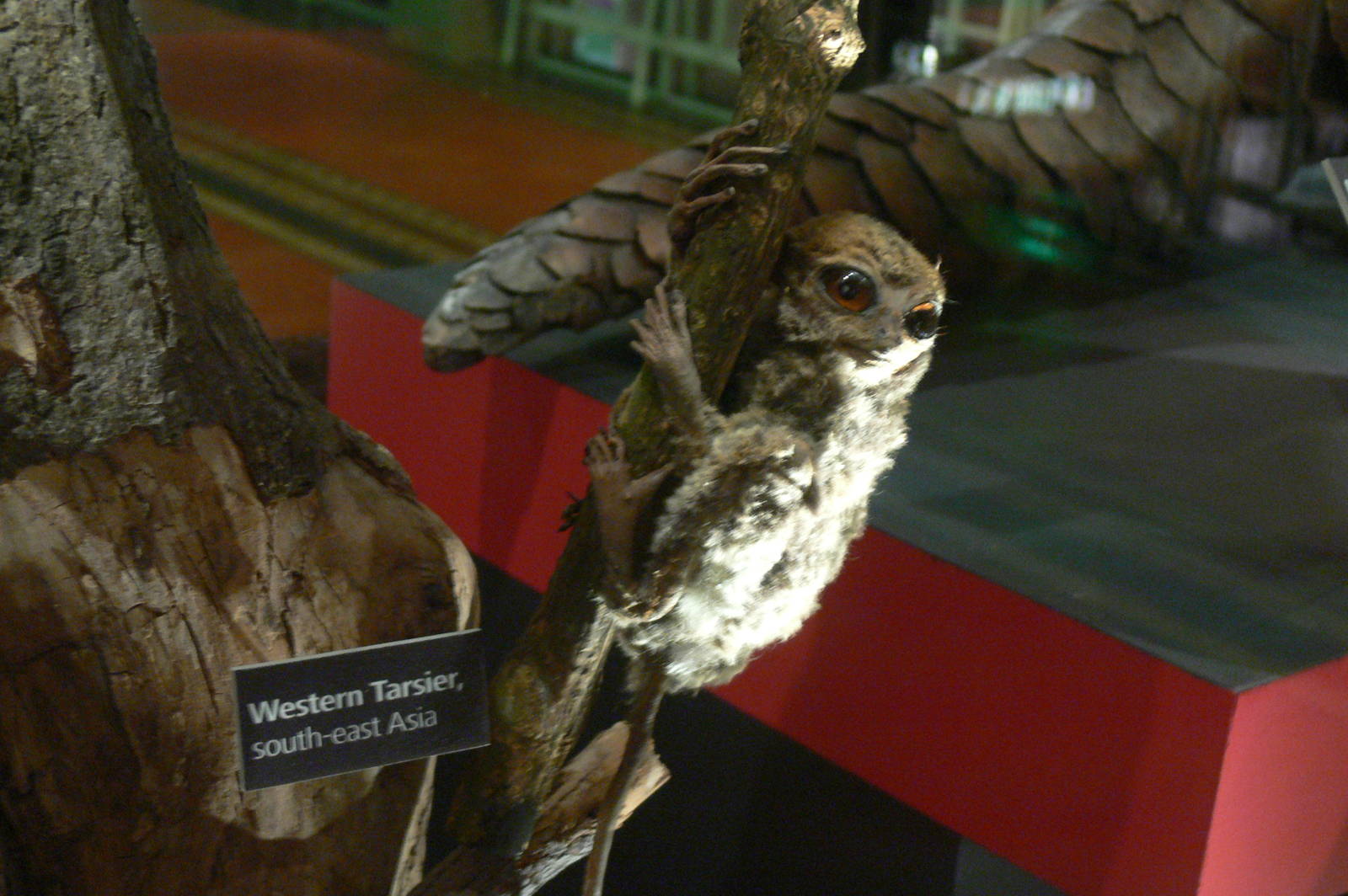 (Taxidermy) Western Tarsier at Manchester Museum, 07/01/15