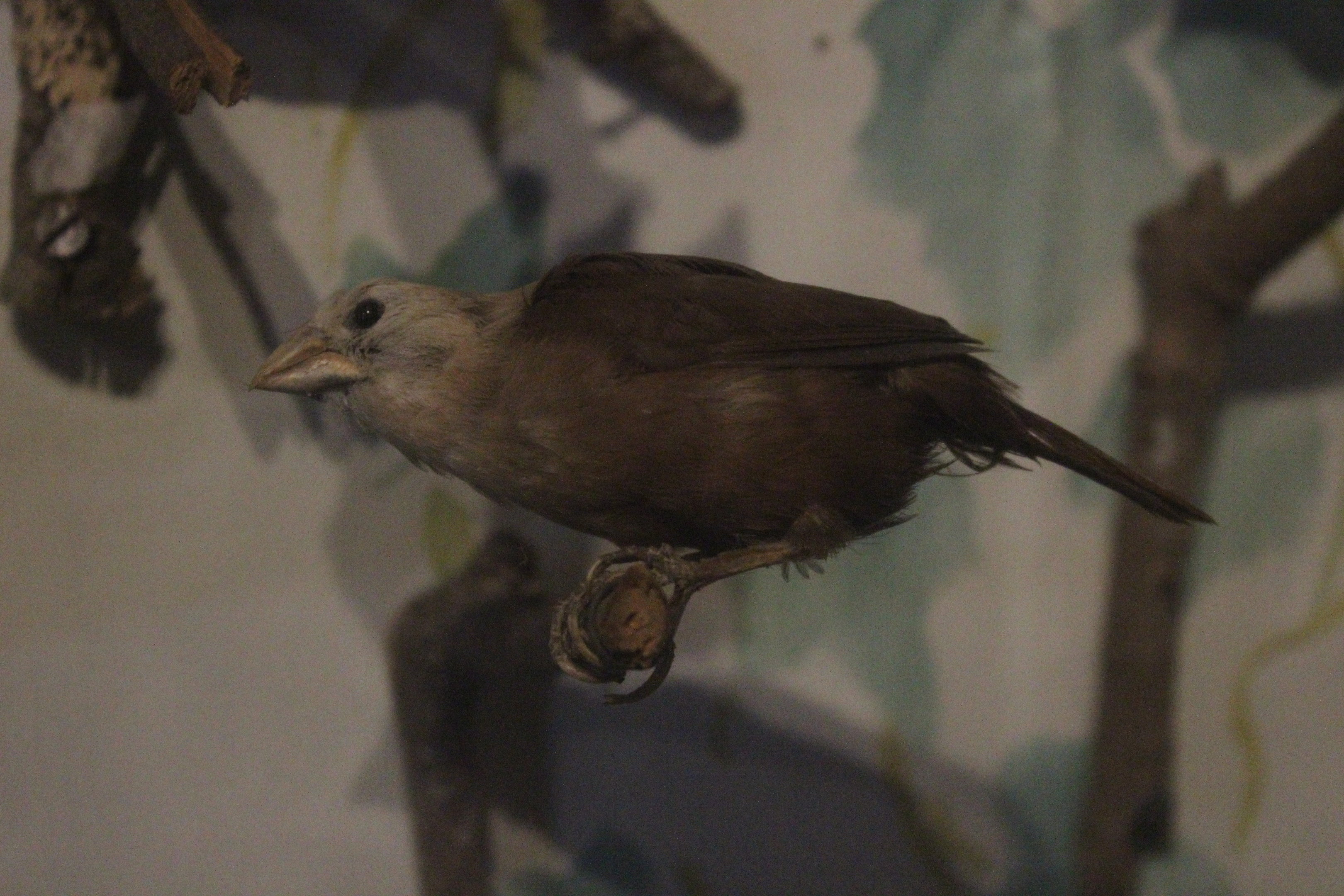 Taxidermy White-headed Munia, Kahutara Taxidermy Gallery