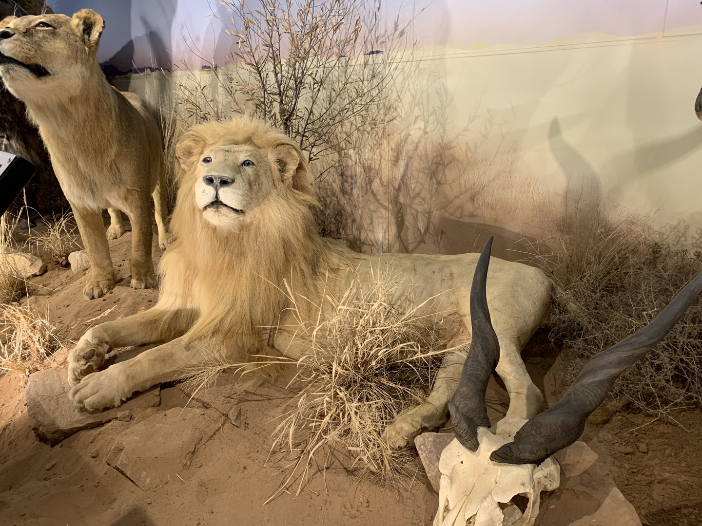 Taxidermy White Lion
