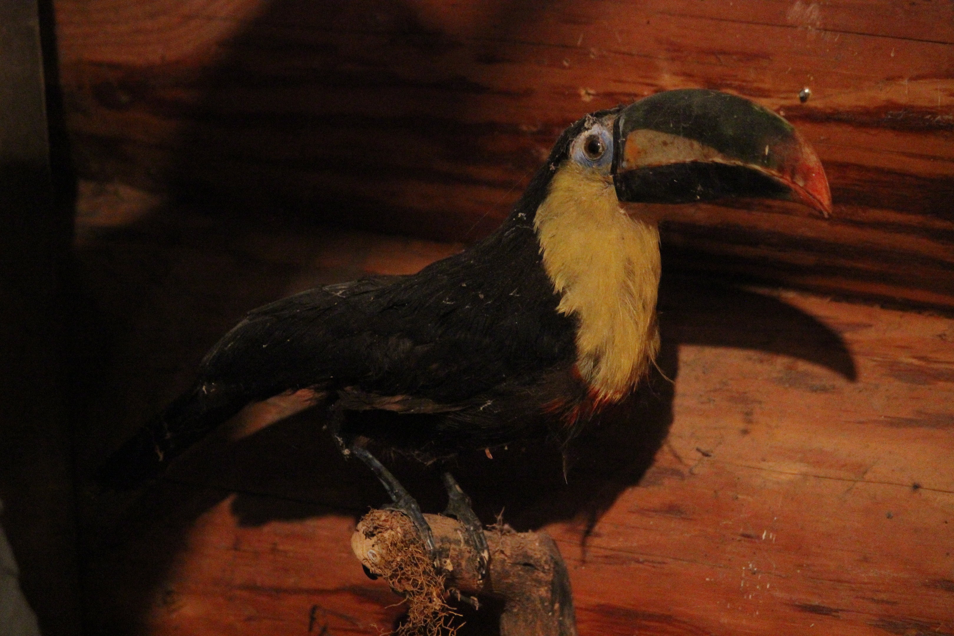Taxidermy White-throated Toucan, Kahutara Taxidermy Gallery