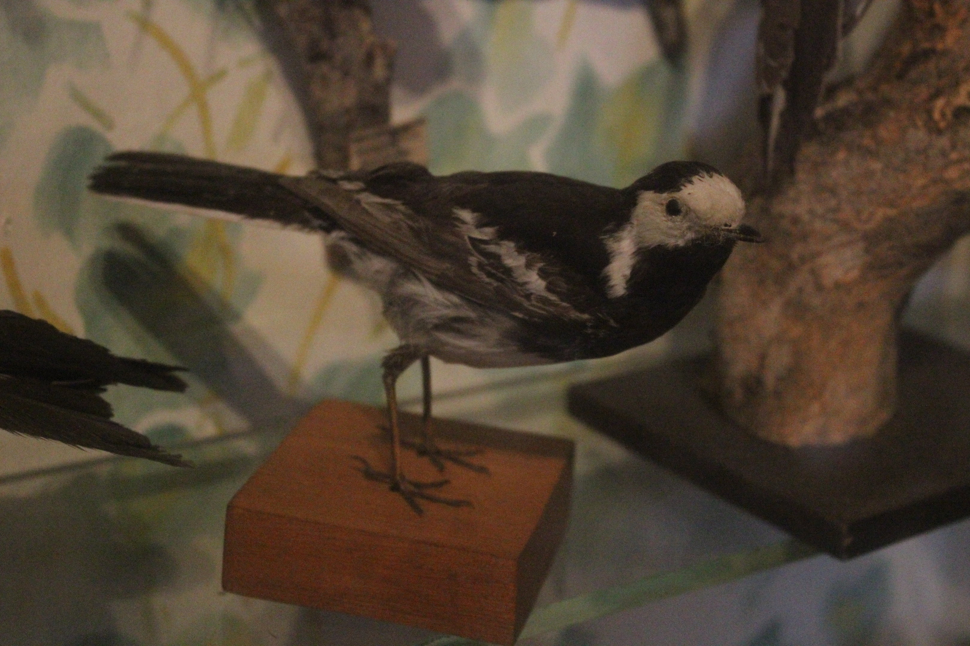 Taxidermy White Wagtail, Kahutara Taxidermy Gallery