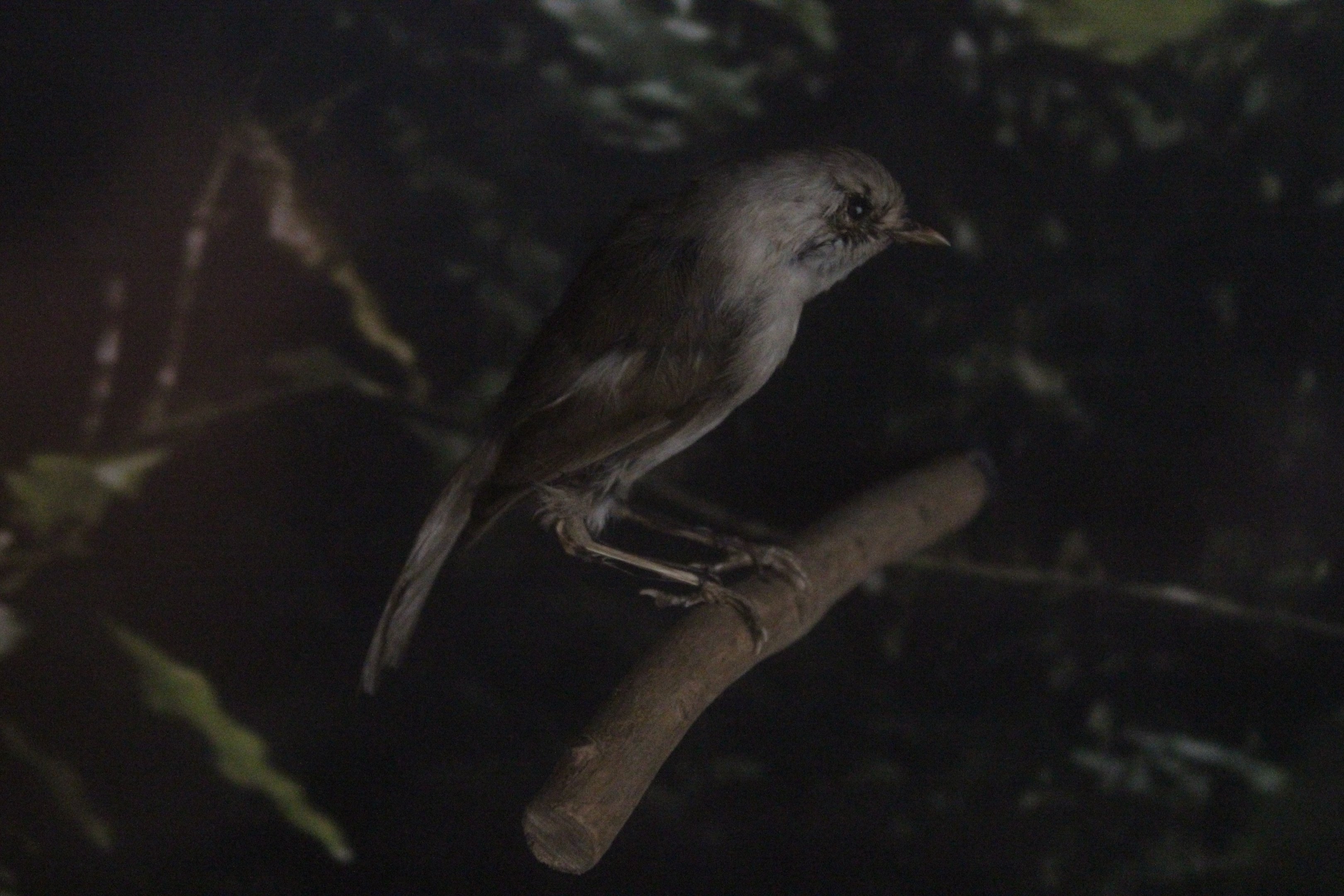 Taxidermy Whitehead, Petone Settlers Museum
