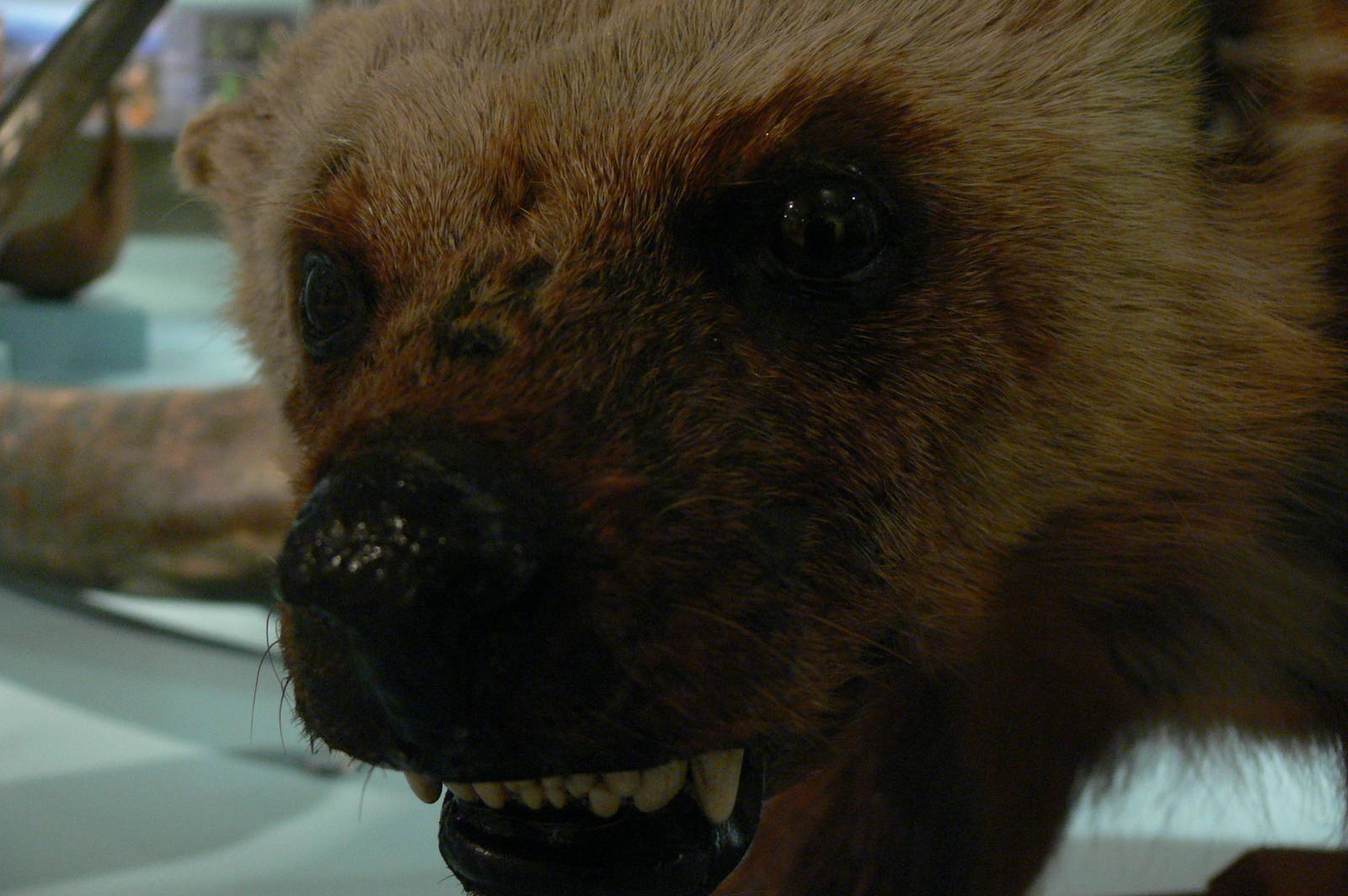 (Taxidermy) Wolverine at Manchester Museum, 07/01/15