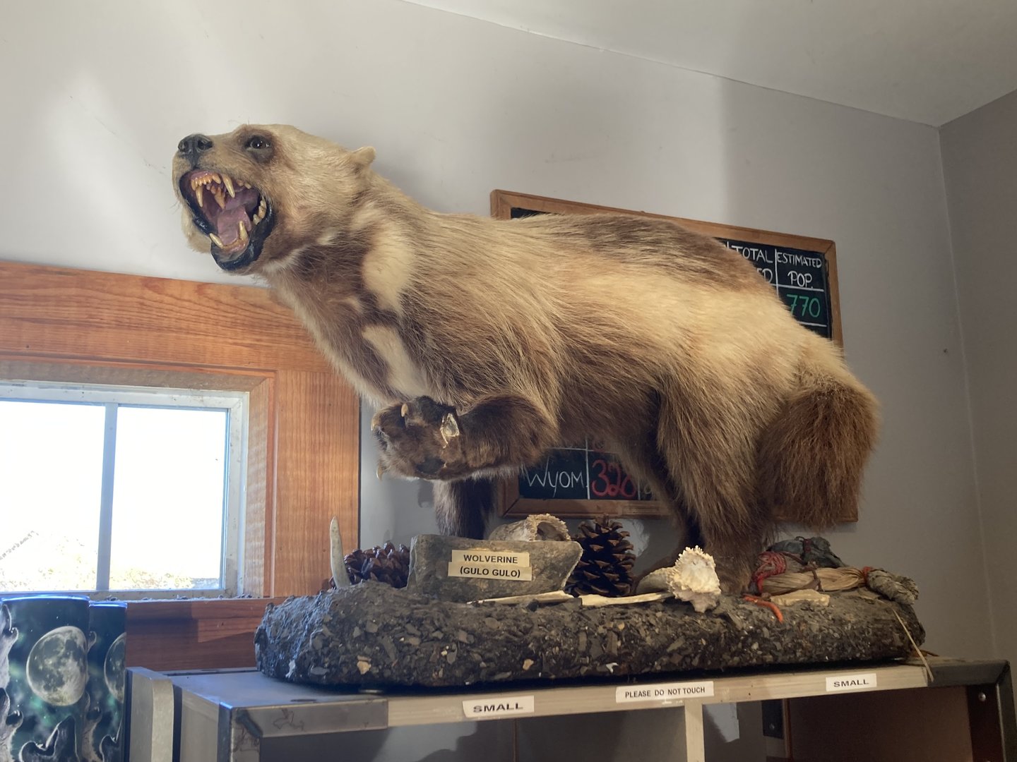 Taxidermy Wolverine in Gift Shop