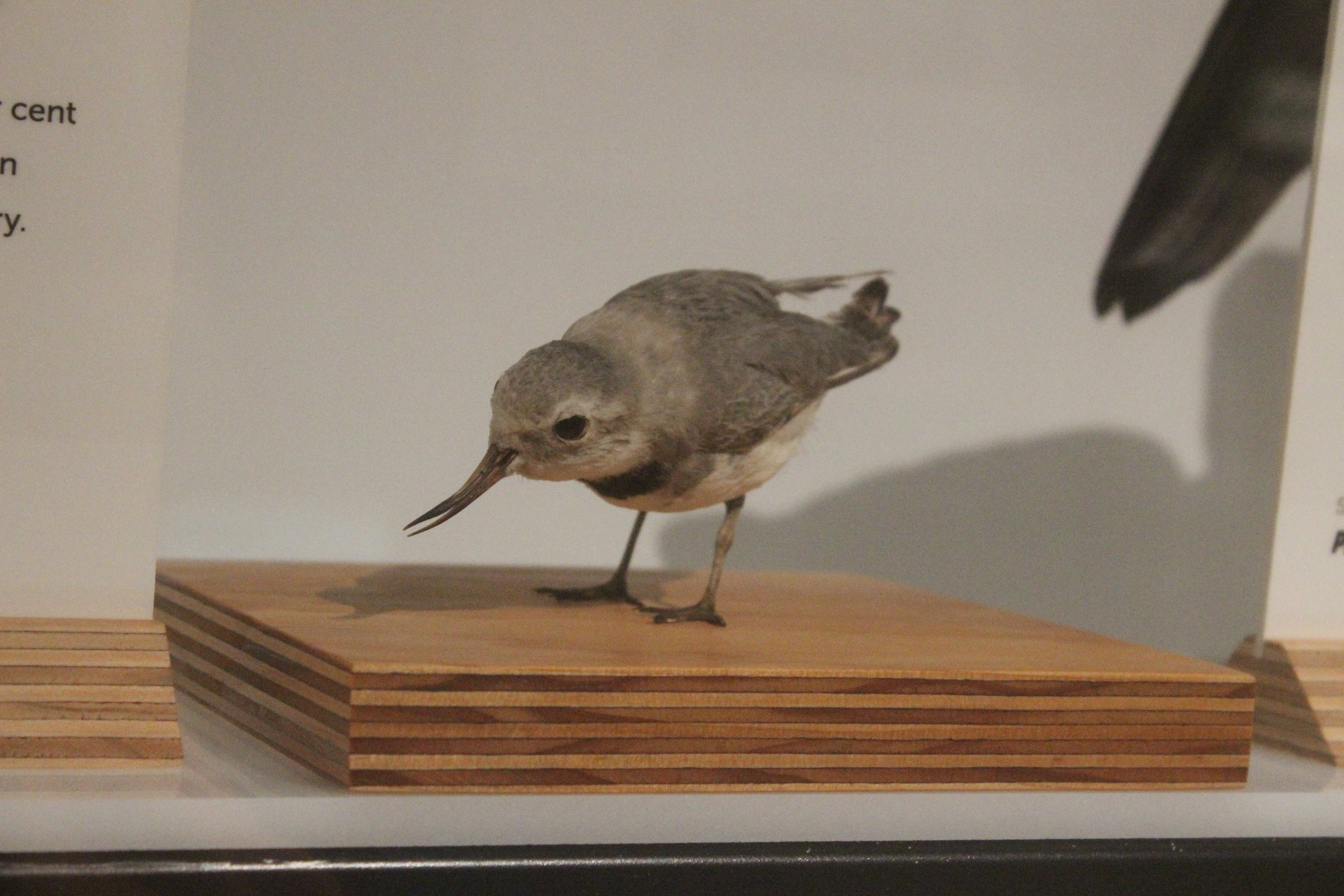 Taxidermy Wrybill