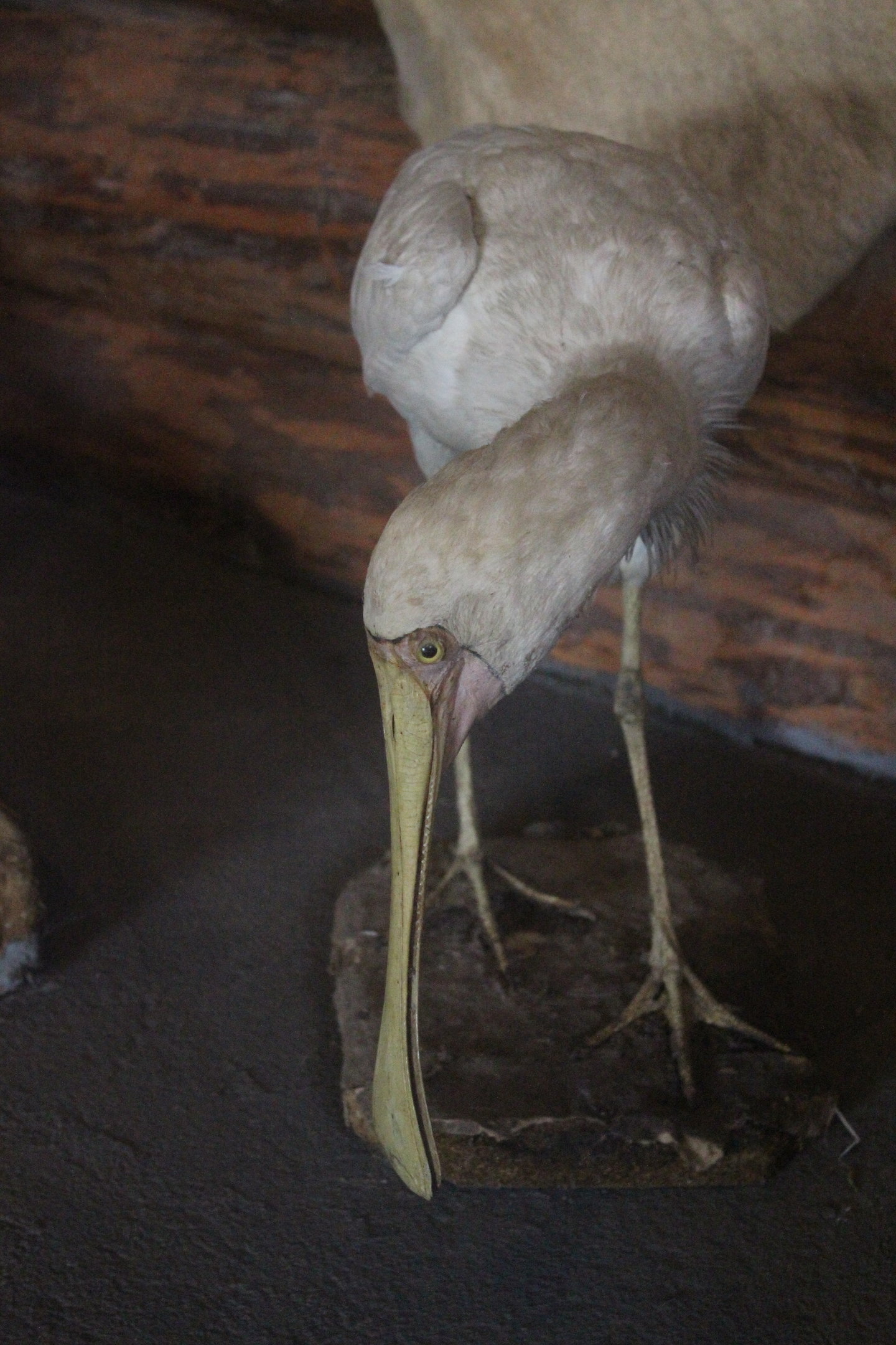 Taxidermy Yellow-billed Spoonbill, Kahutara Taxidermy Gallery