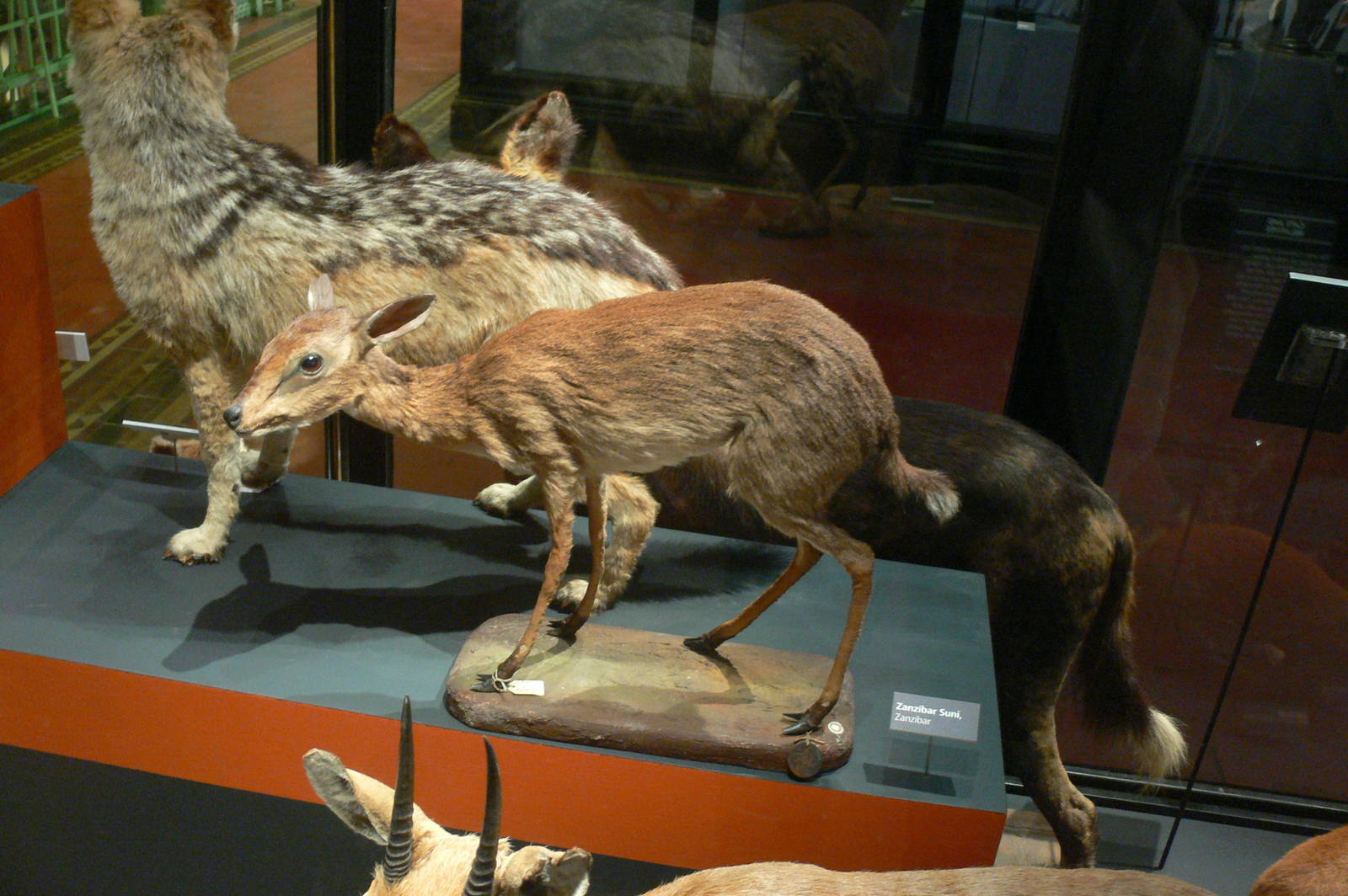 (Taxidermy) Zanzibar Suni at Manchester Museum, 07/01/15
