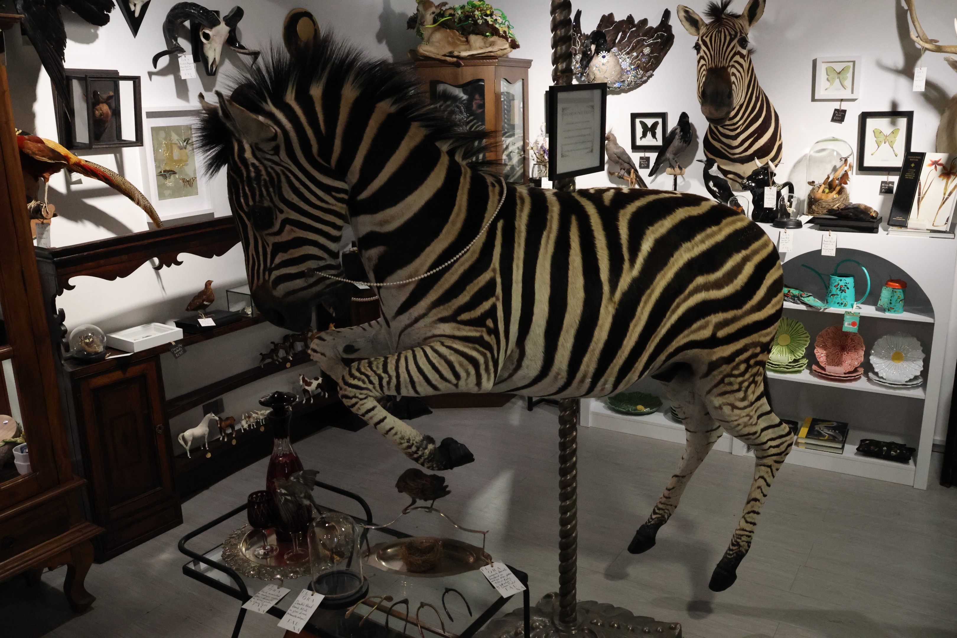 Taxidermy Zebra, Flora Fauna Wunderkammer (Queenstown)