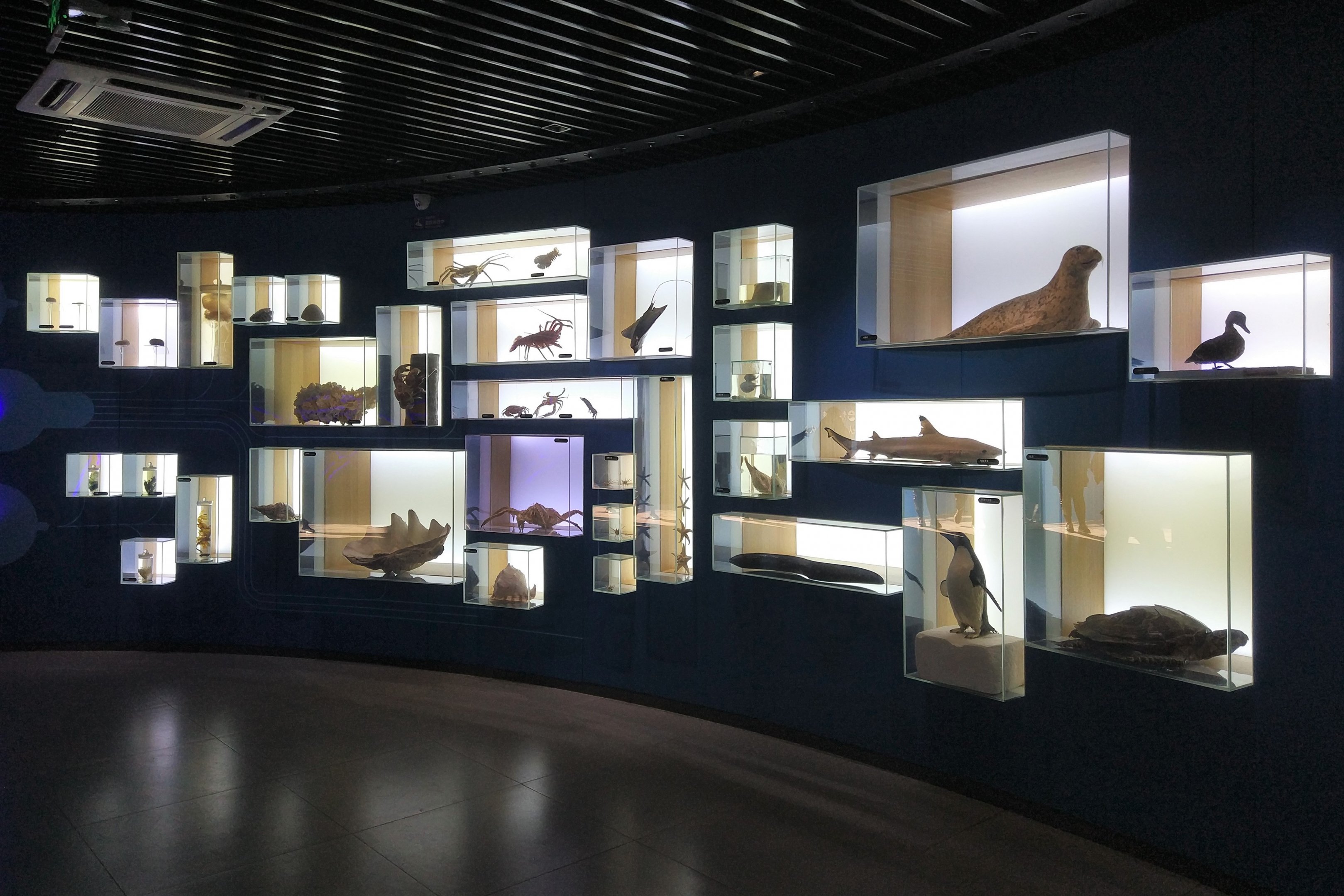 Taxonomy Exhibits