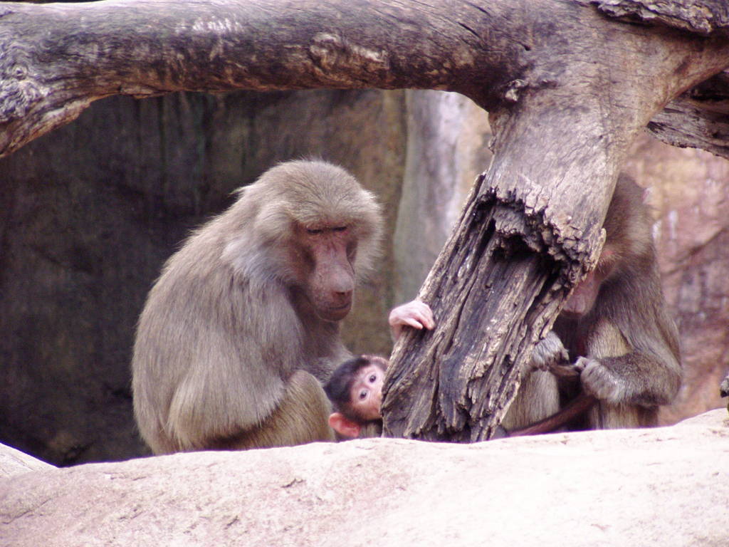 Taye, Hamadryas Baboon