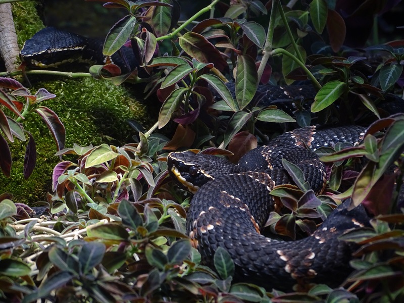 Taylor s moccasin (Agkistrodon taylori)