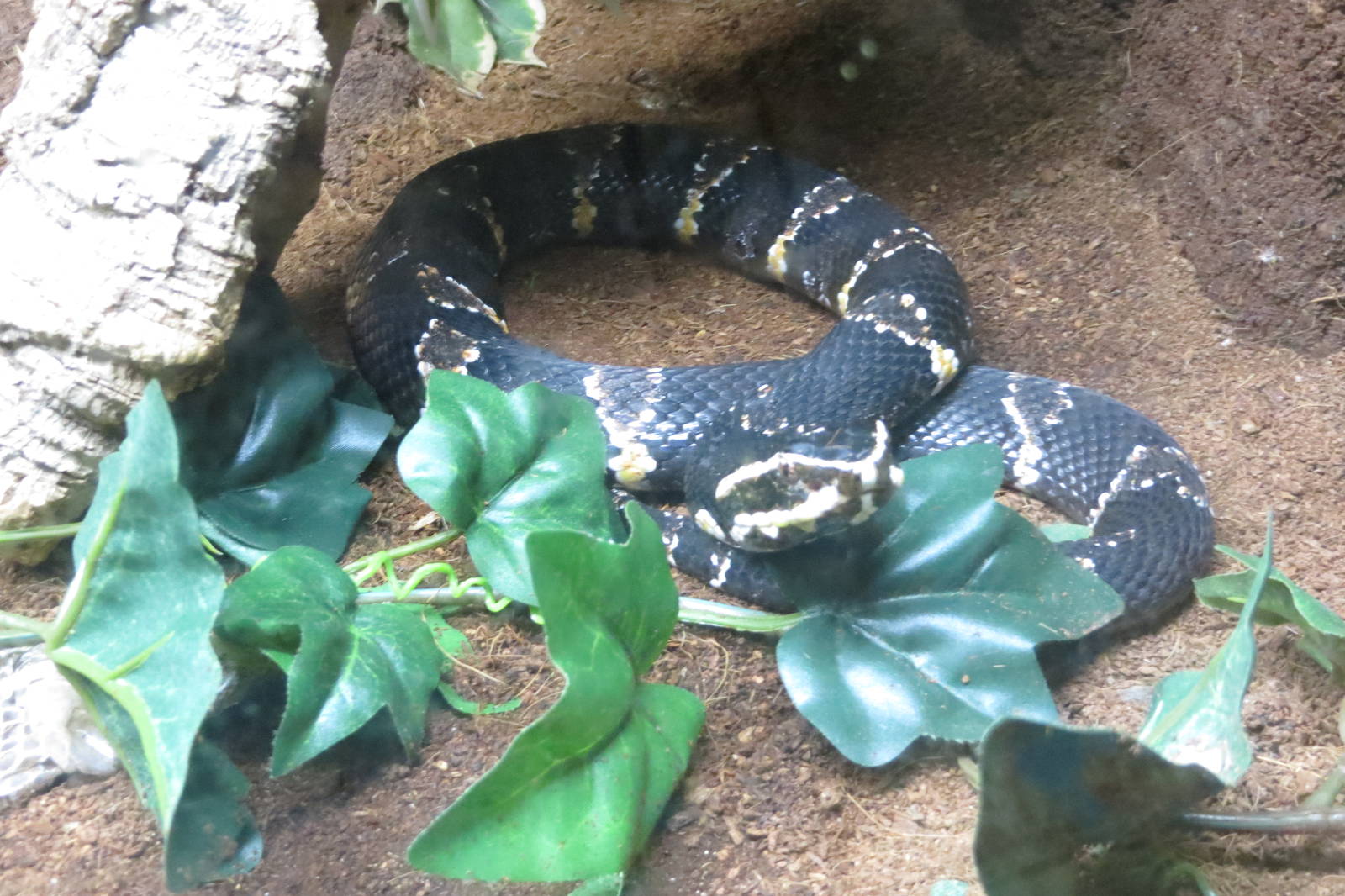 Taylors Cantil 10/14