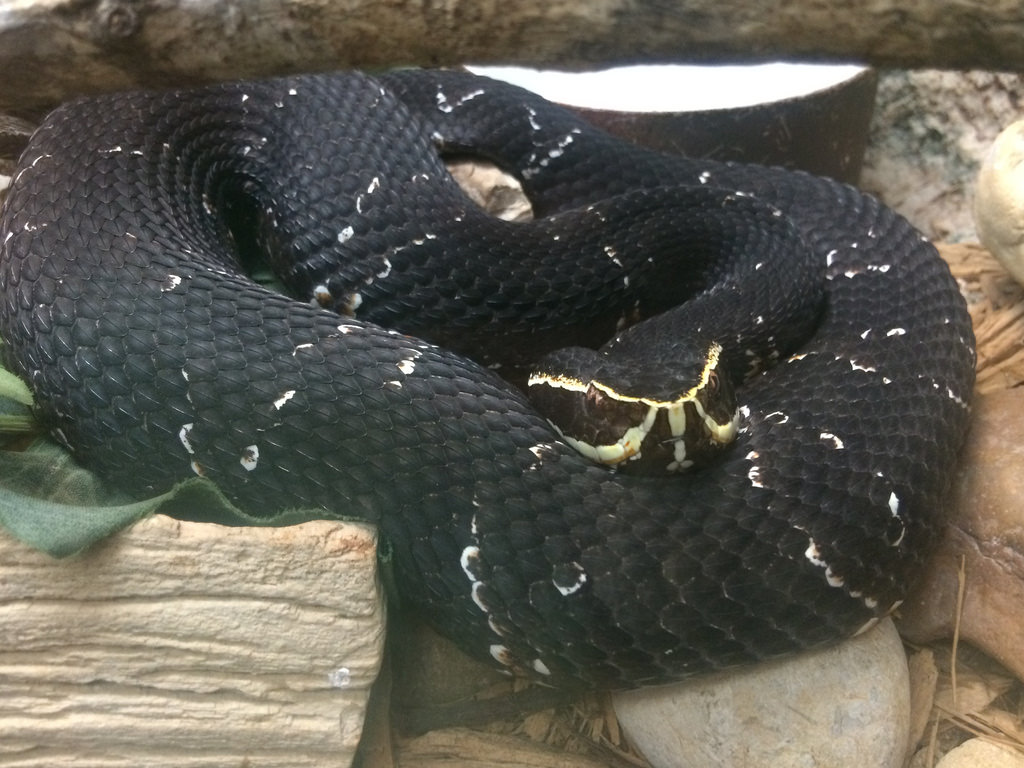Taylor's Cantil (Agkistrodon bilineatus taylori)