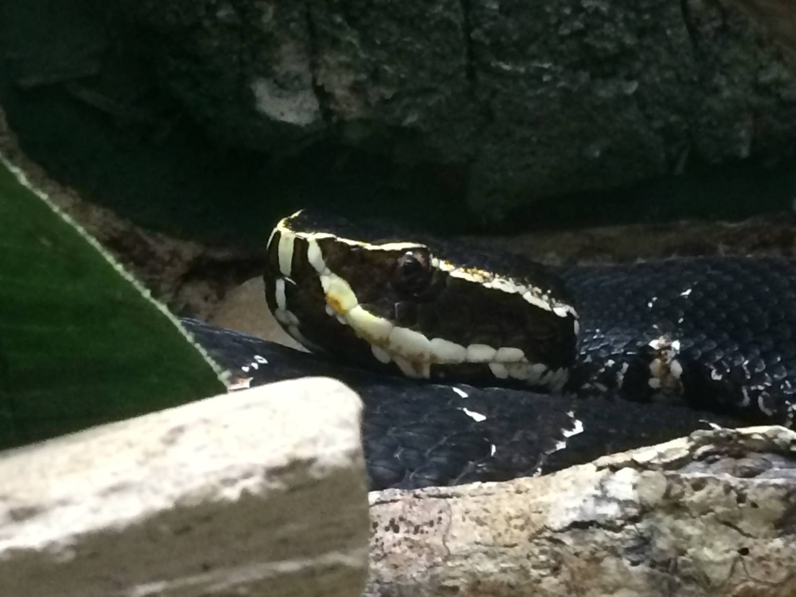 Taylor's Cantil (Agkistrodon bilineatus taylori)