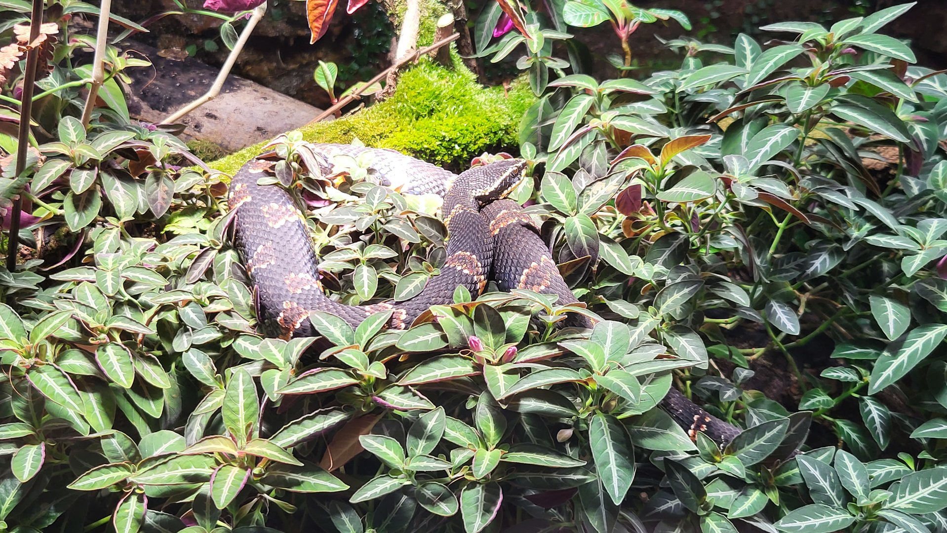 Taylor's cantil (Agkistrodon taylori)