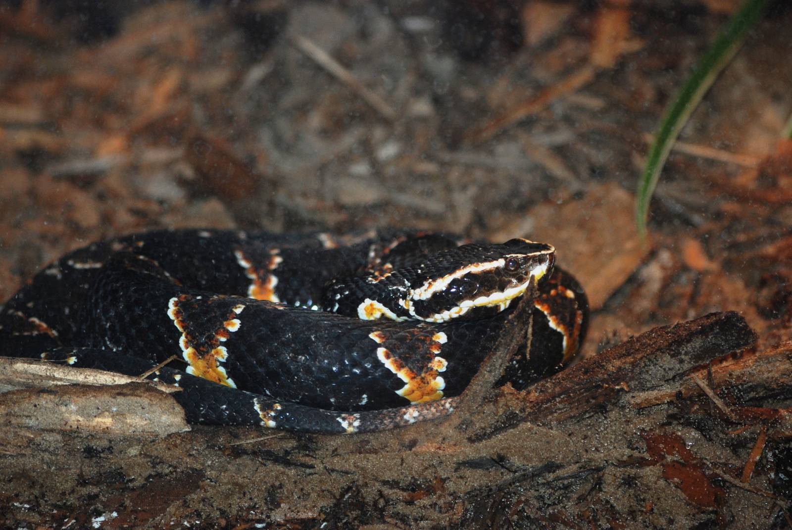 Taylor's Cantil at Jacksonville, 10/10/13