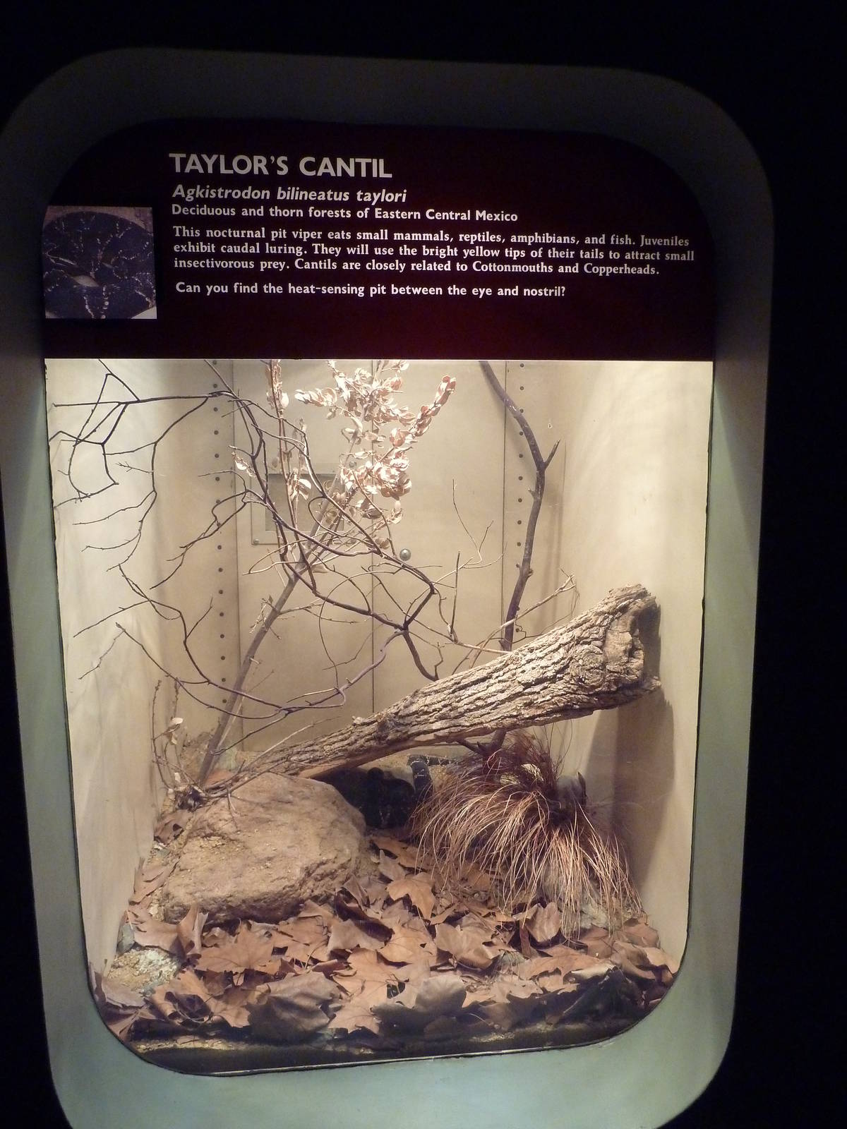 Taylor's Cantil Exhibit