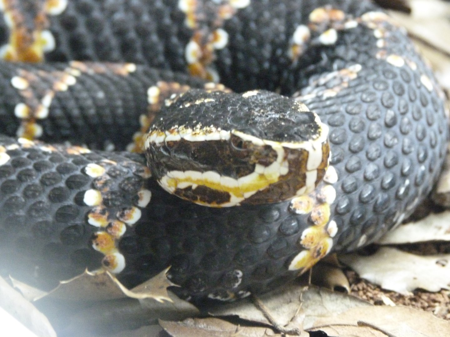 Taylor's cantil -Parque de la Naturaleza de Cabárceno (2025)